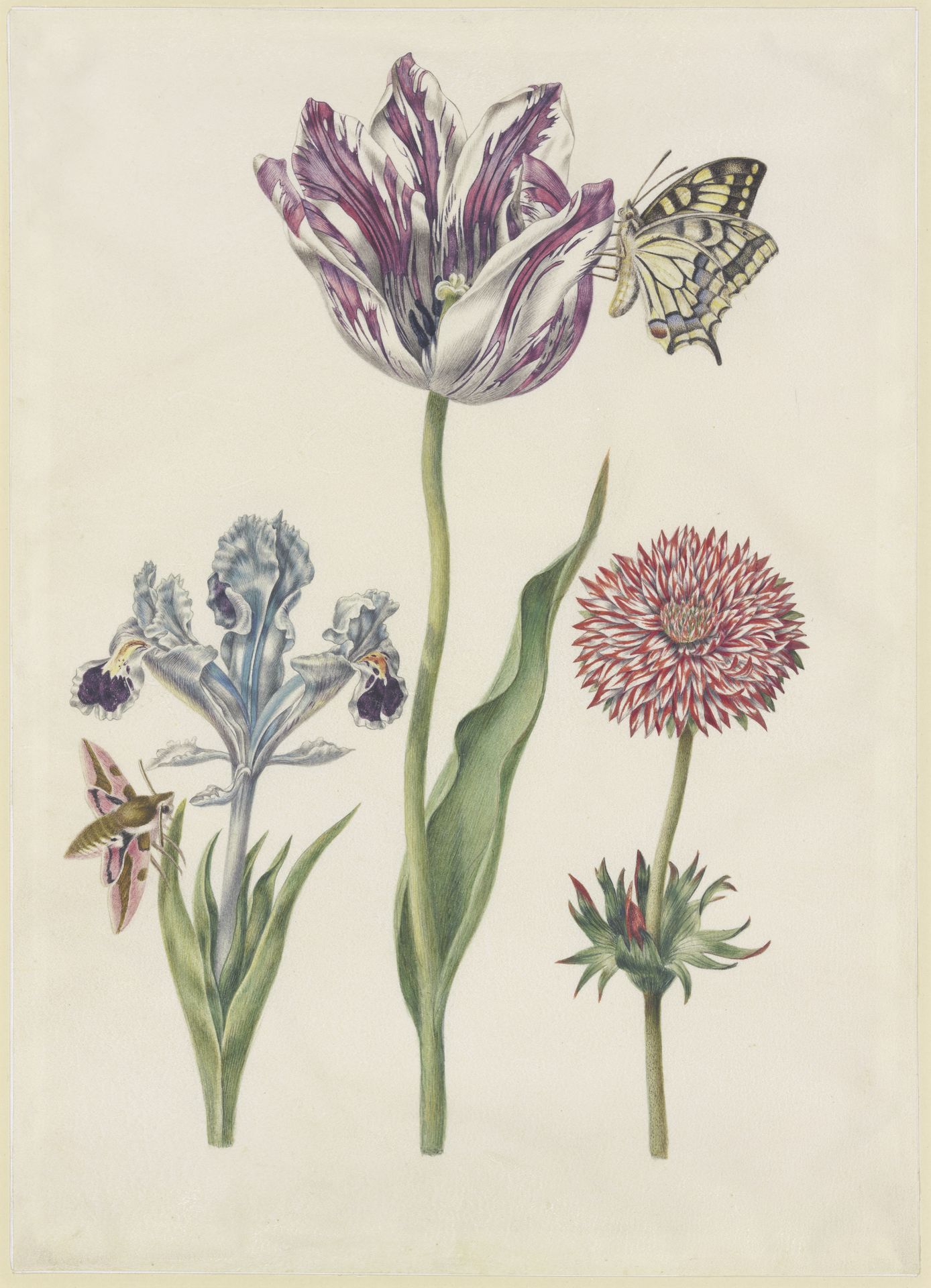 Iris mit Wolfsmilchschwärmer, Tulpe mit Schwalbenschwanz, Anemone by N. Robb