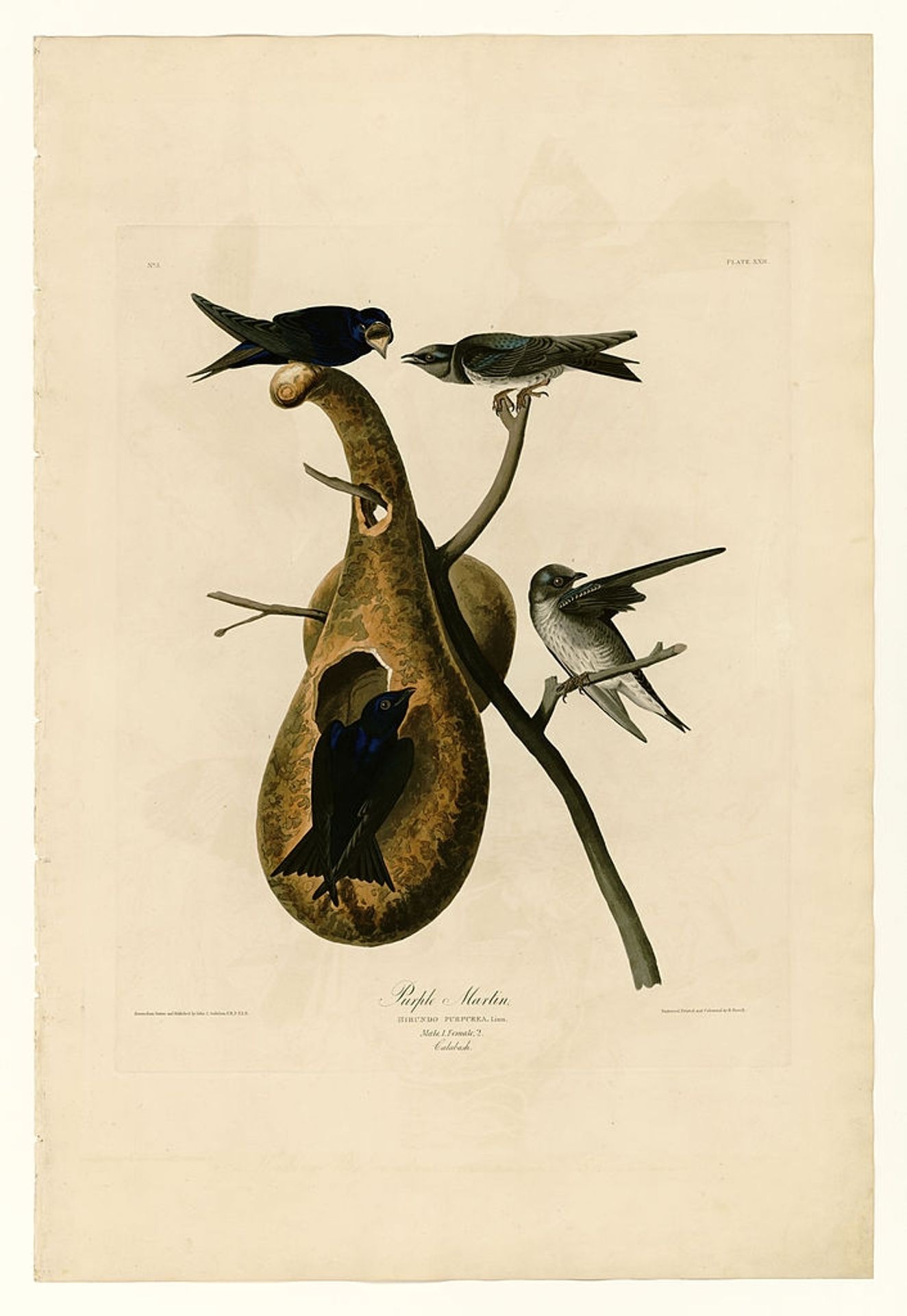 Plate 22. Purple Martin by John James Audubon