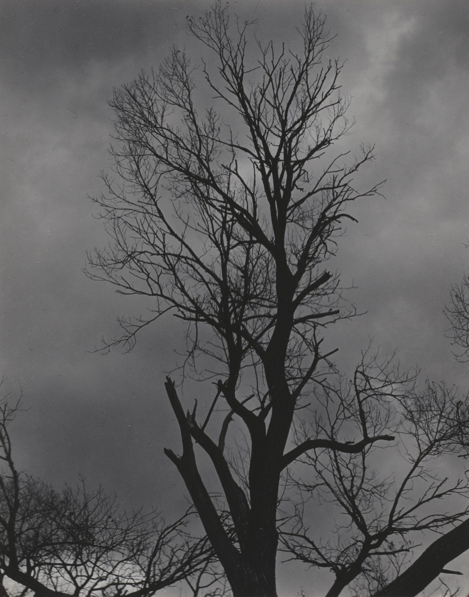 Tree Set 5 by Alfred Stieglitz