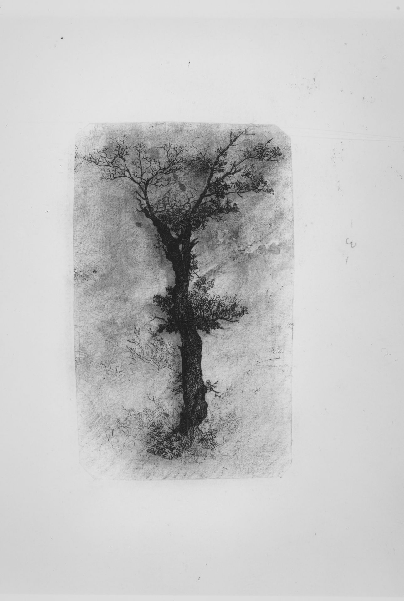 Étude d'un Arbre (Study of a Tree) by Rodolphe Bresdin