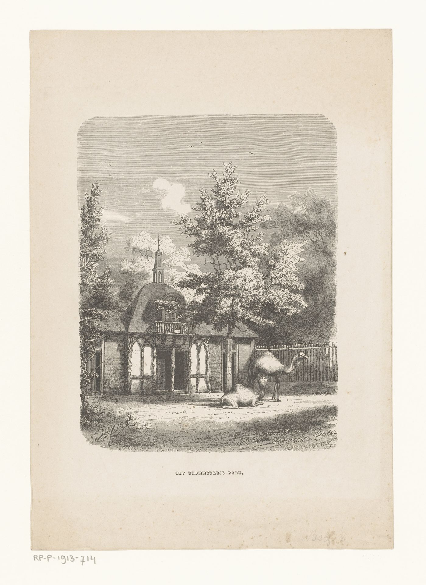 Twee dromedarissen in Artis by D. Verest