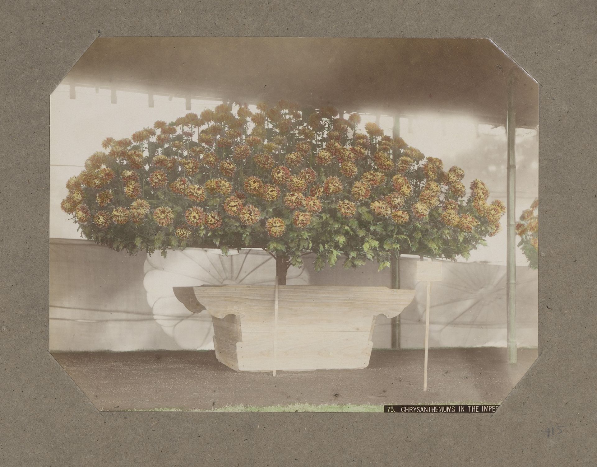 Chrysanten in een Keizerlijke tuin, Japan by Kusakabe Kimbei