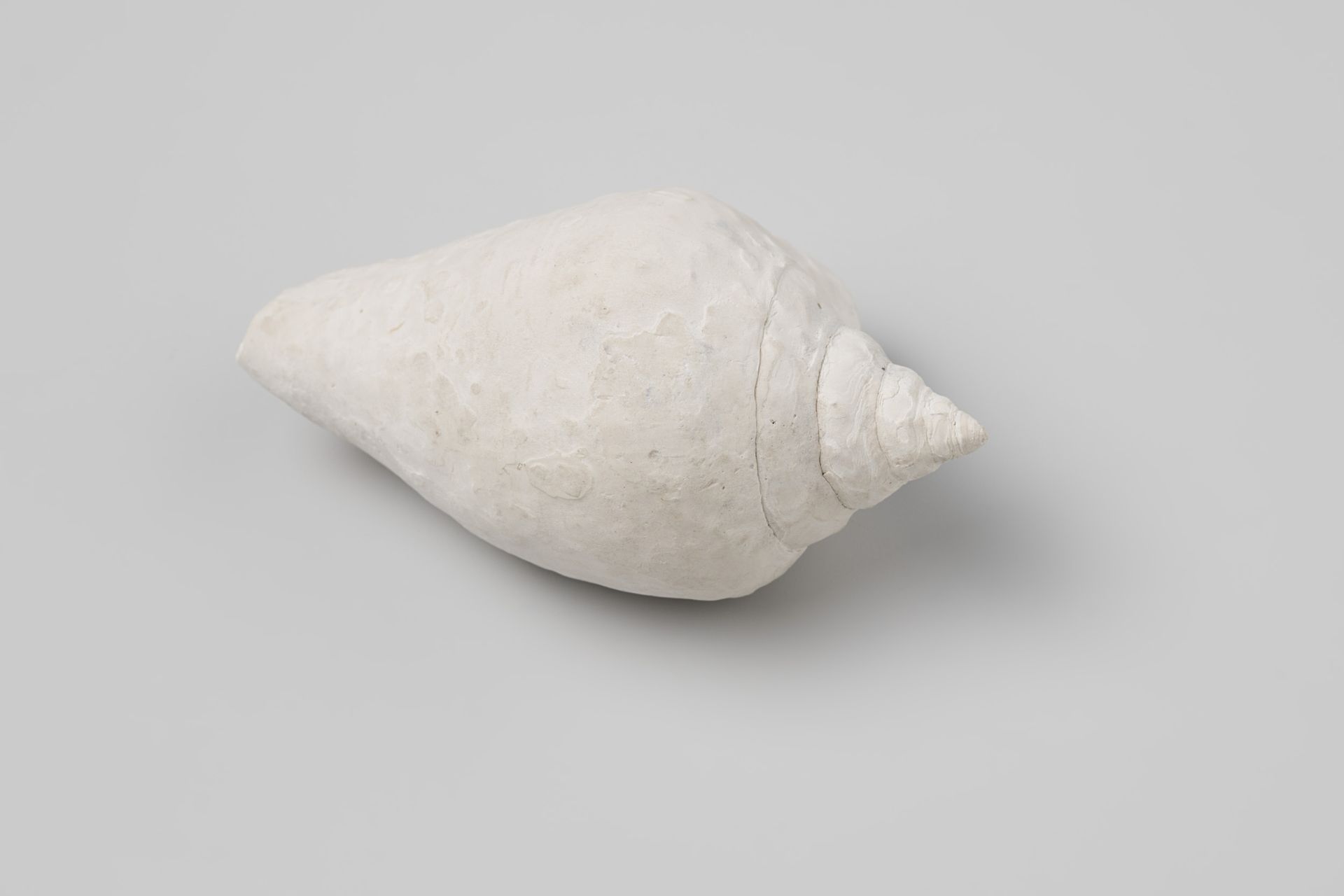 Strombus canarium shell from the wreck of the Dutch East India ship Witte Leeuw by niet van toepassing