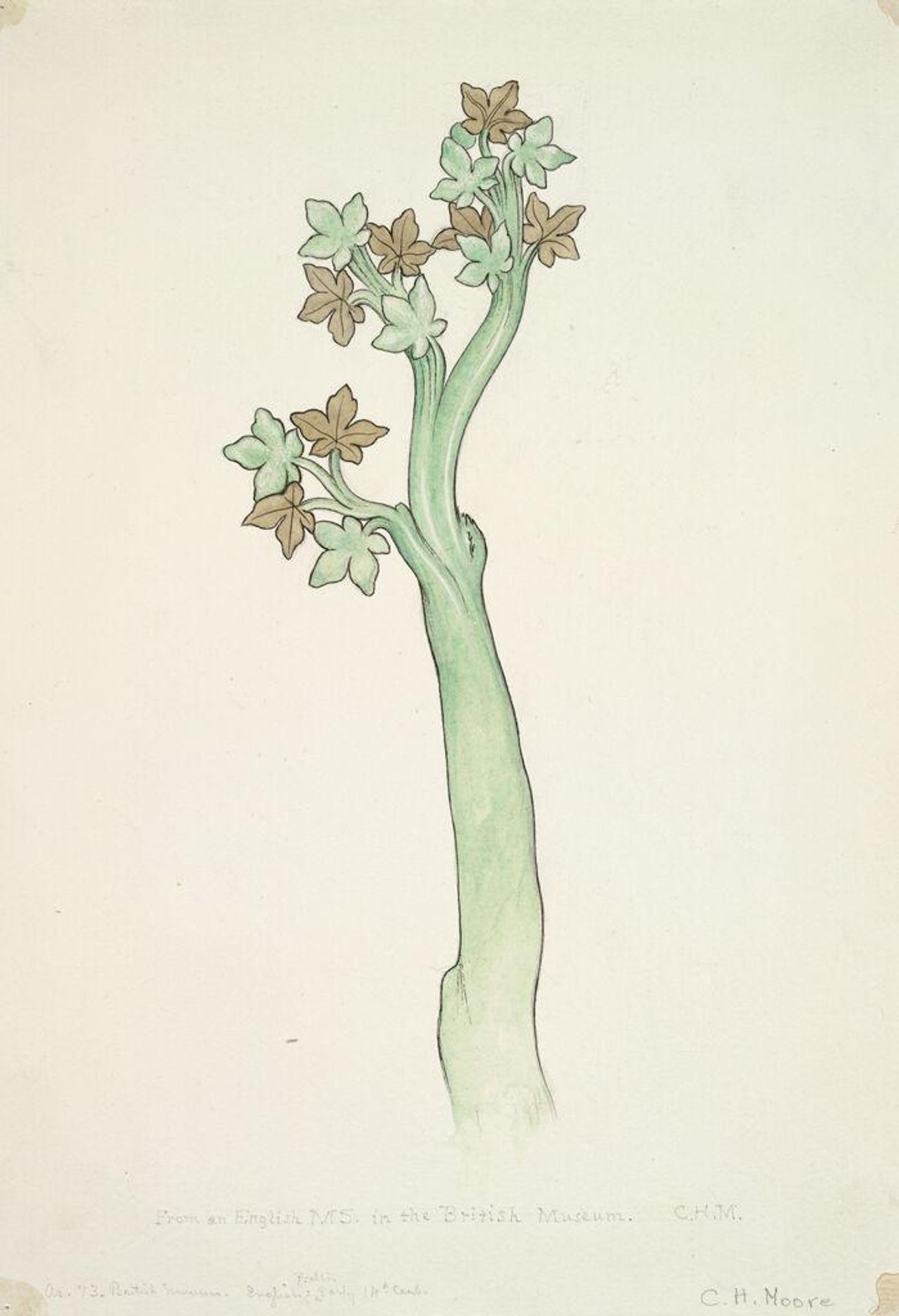 Ivy, Enlarged from an Early English Manuscript in the British Museum by Charles Herbert