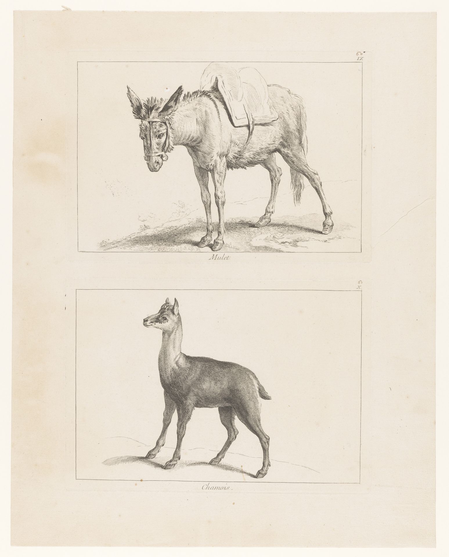 Blad met twee platen: muilezel en gems by Johan Eric Rehn