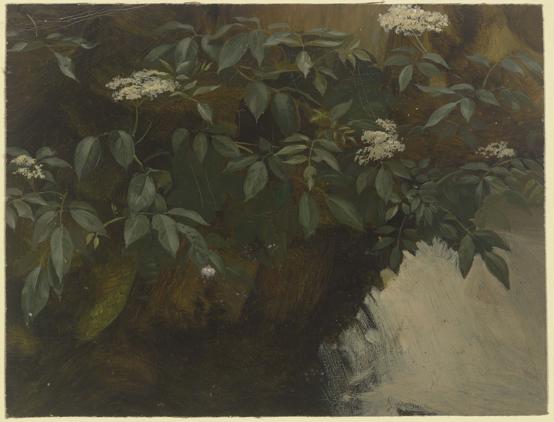 Flowering elderberry by Philipp Rumpf