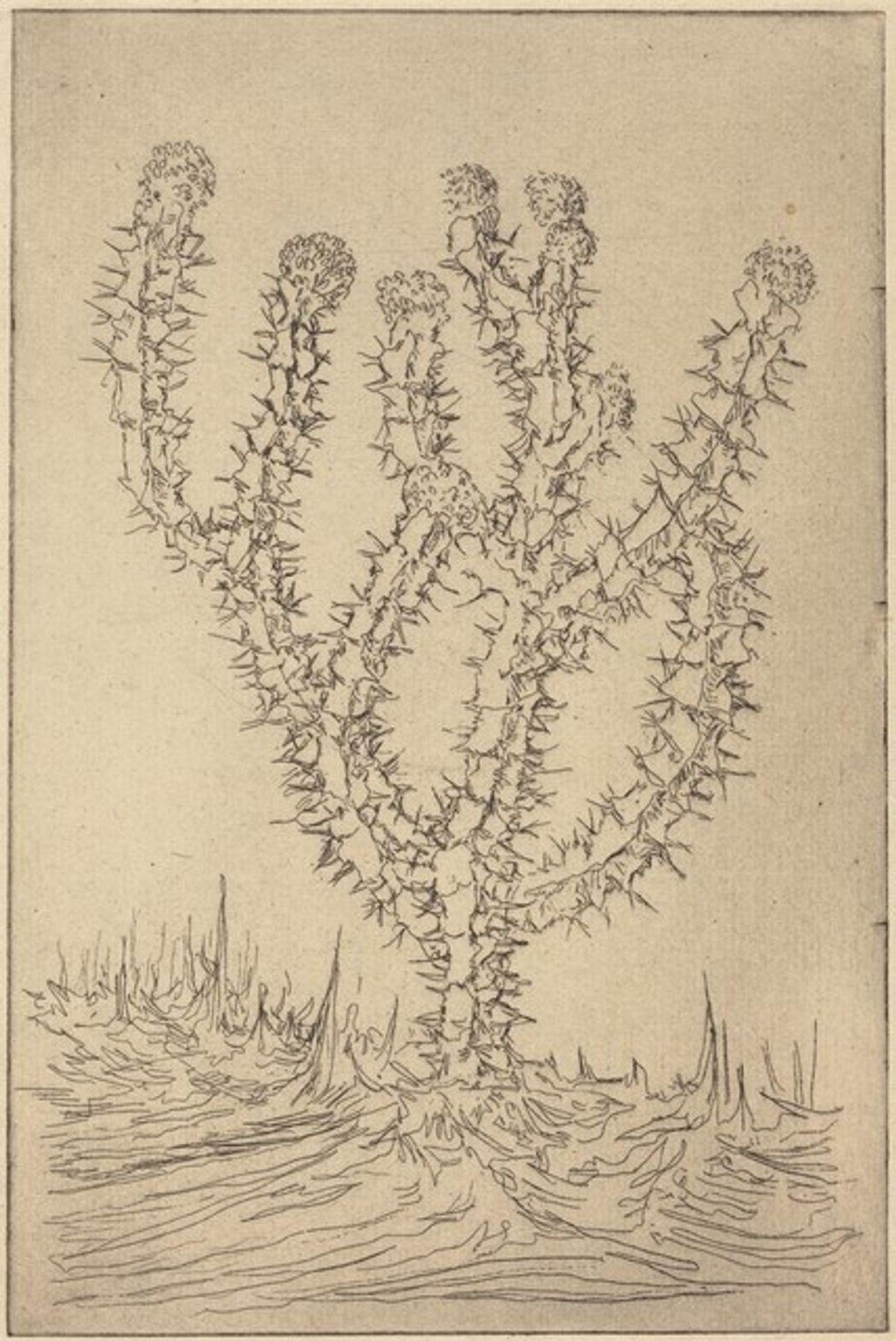 Cactus by Tomás Joseph Harris