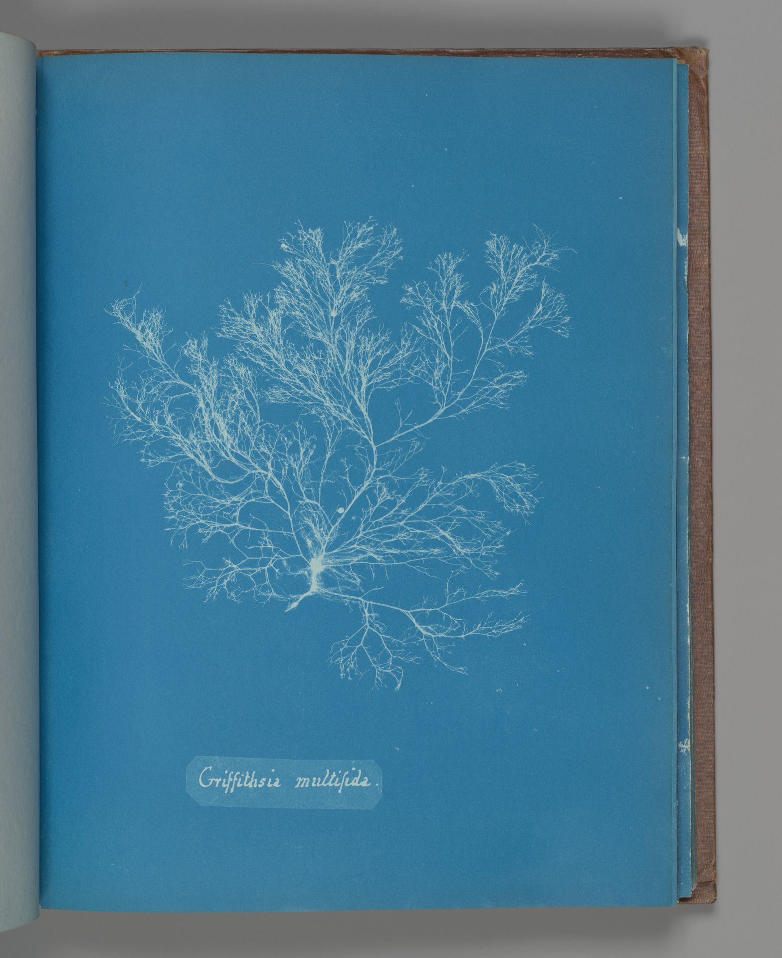 Griffithsia multifida by Anna Atkins