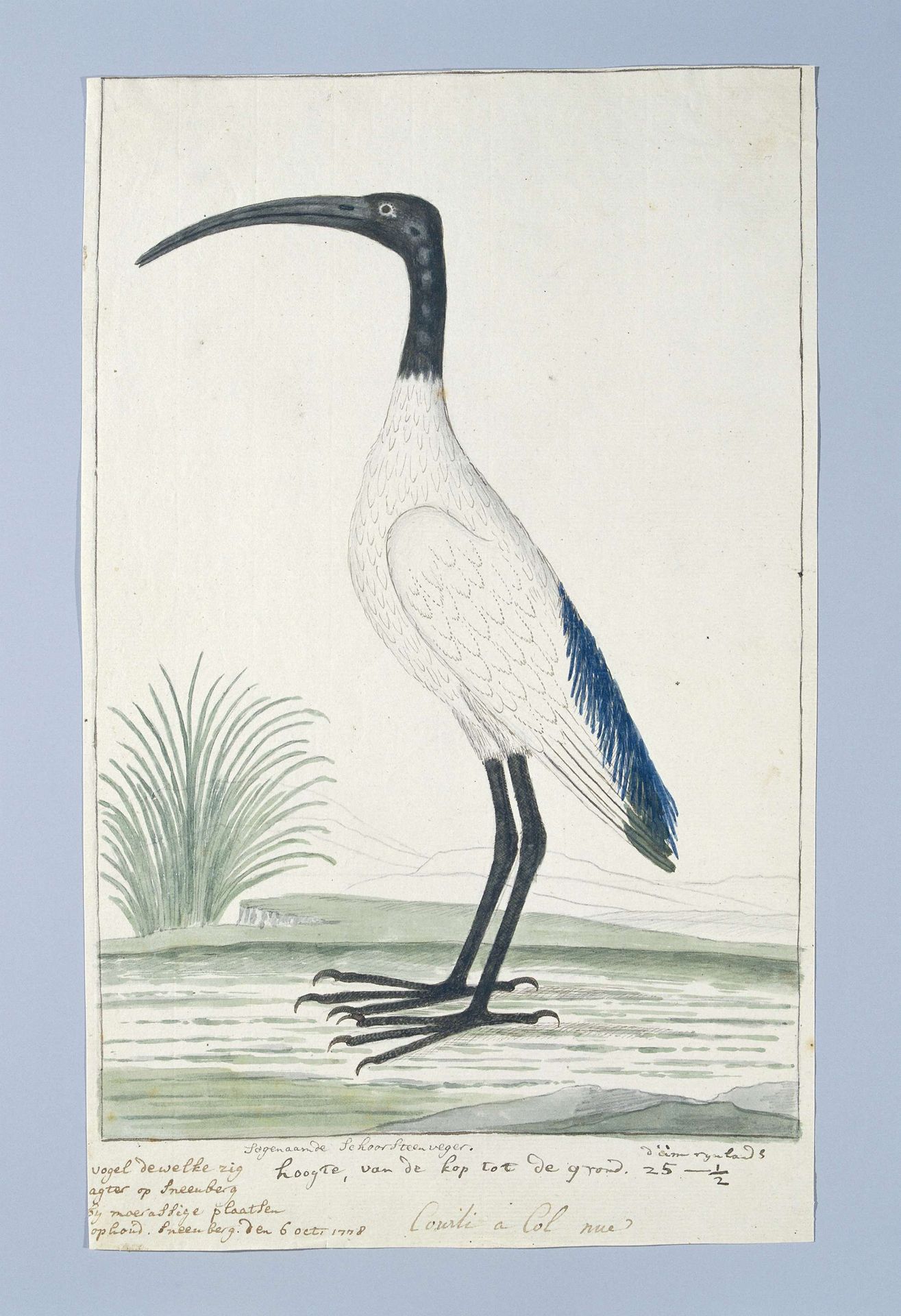 Threskiornis aethiopicus (African sacred ibis) by Robert Jacob Gordon