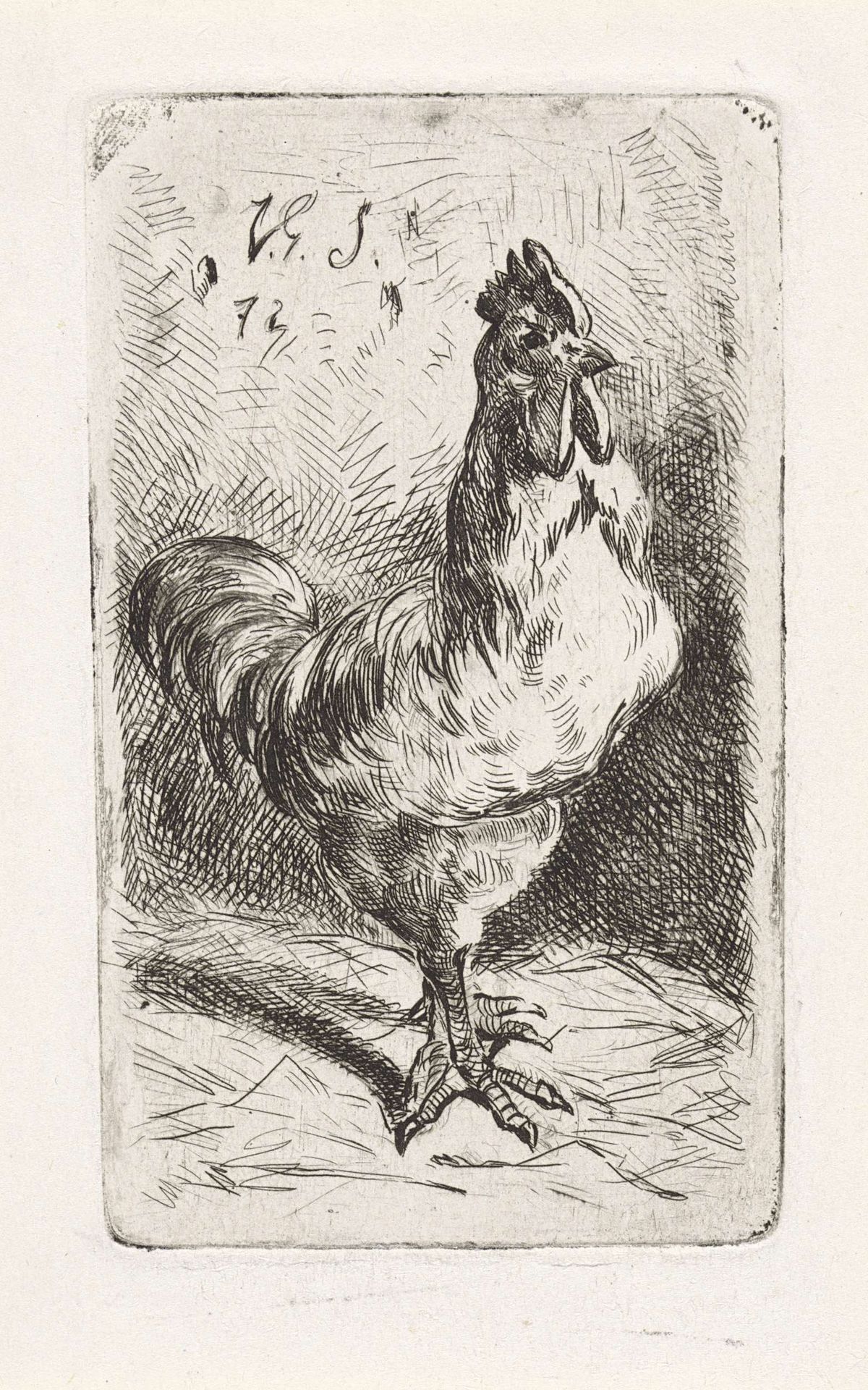 Haan by Jan Gerard Smits