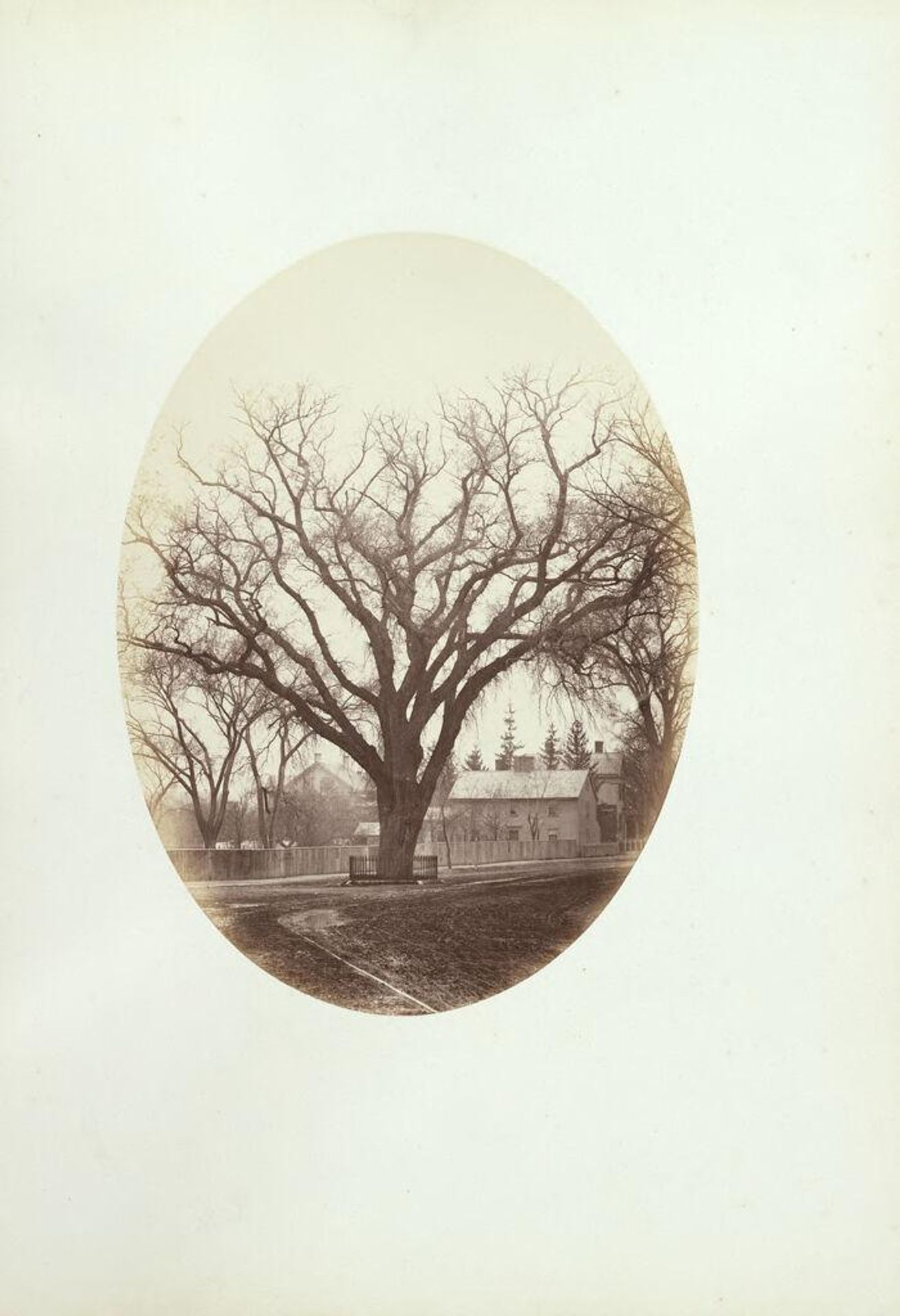 The Washington Elm (junction of Garden and Mason Streets) by George Kendall Warren