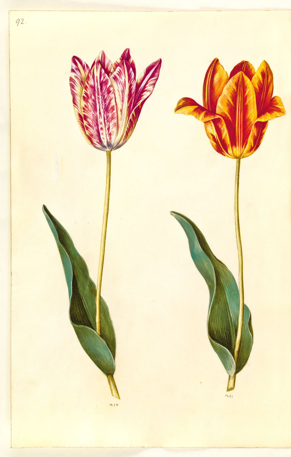 Tulipa gesneriana (have-tulipan) by Hans Simon Holtzbecker