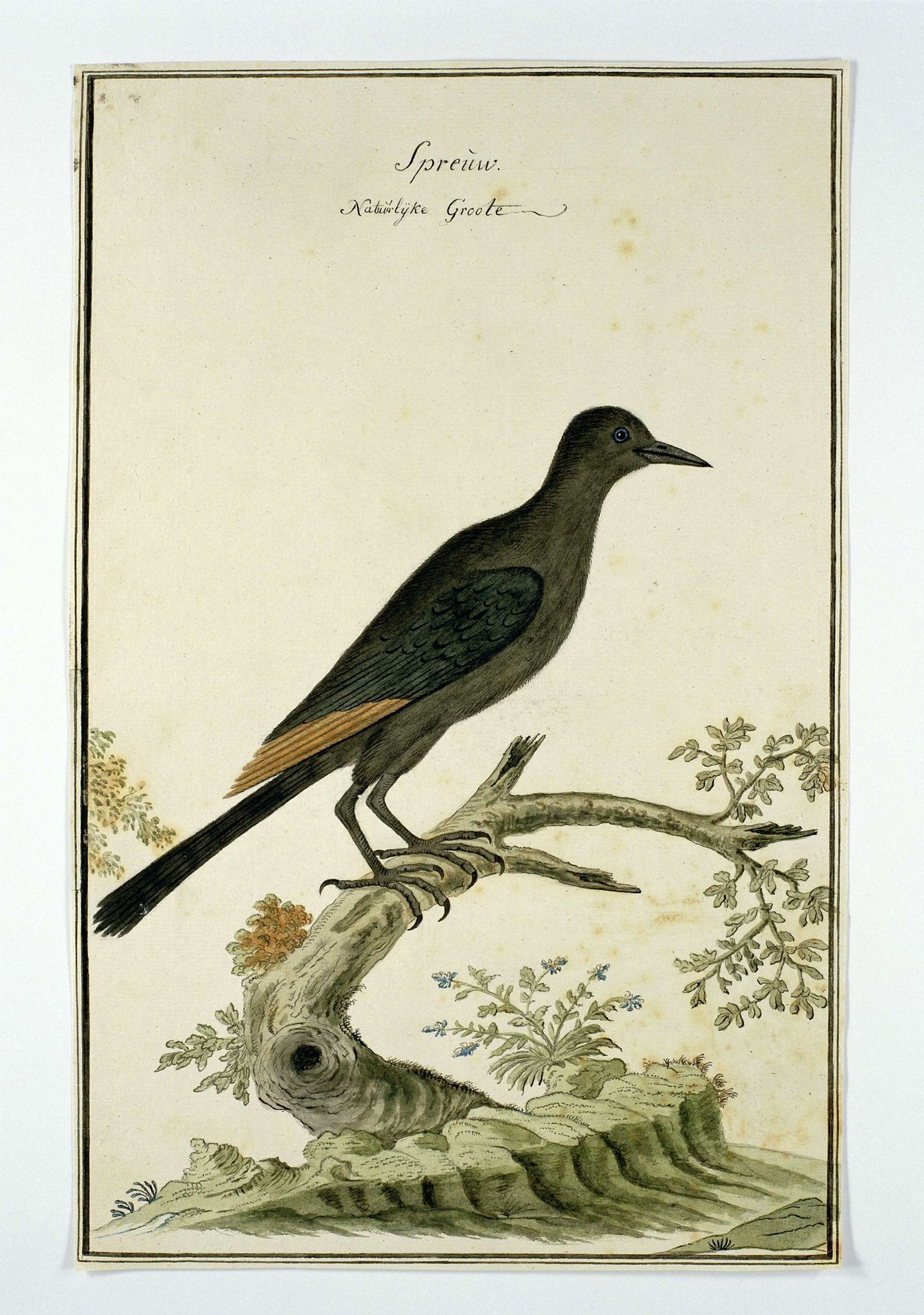 Onychognathus morio (Red-winged starling) by Robert Jacob Gordon