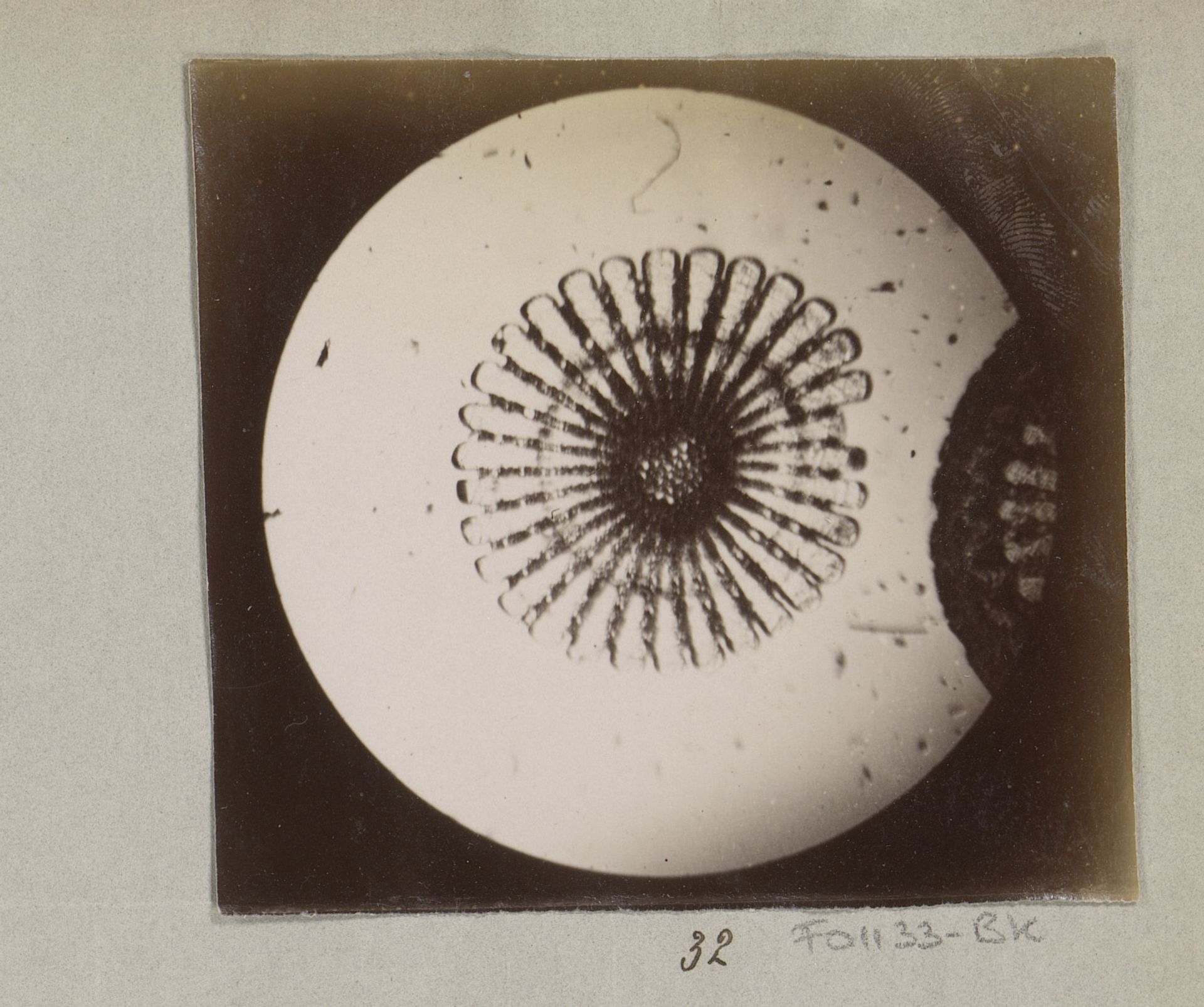 Microscopische opname van een waterstekel, 25 keer vergroot by Marinus Pieter Filbri