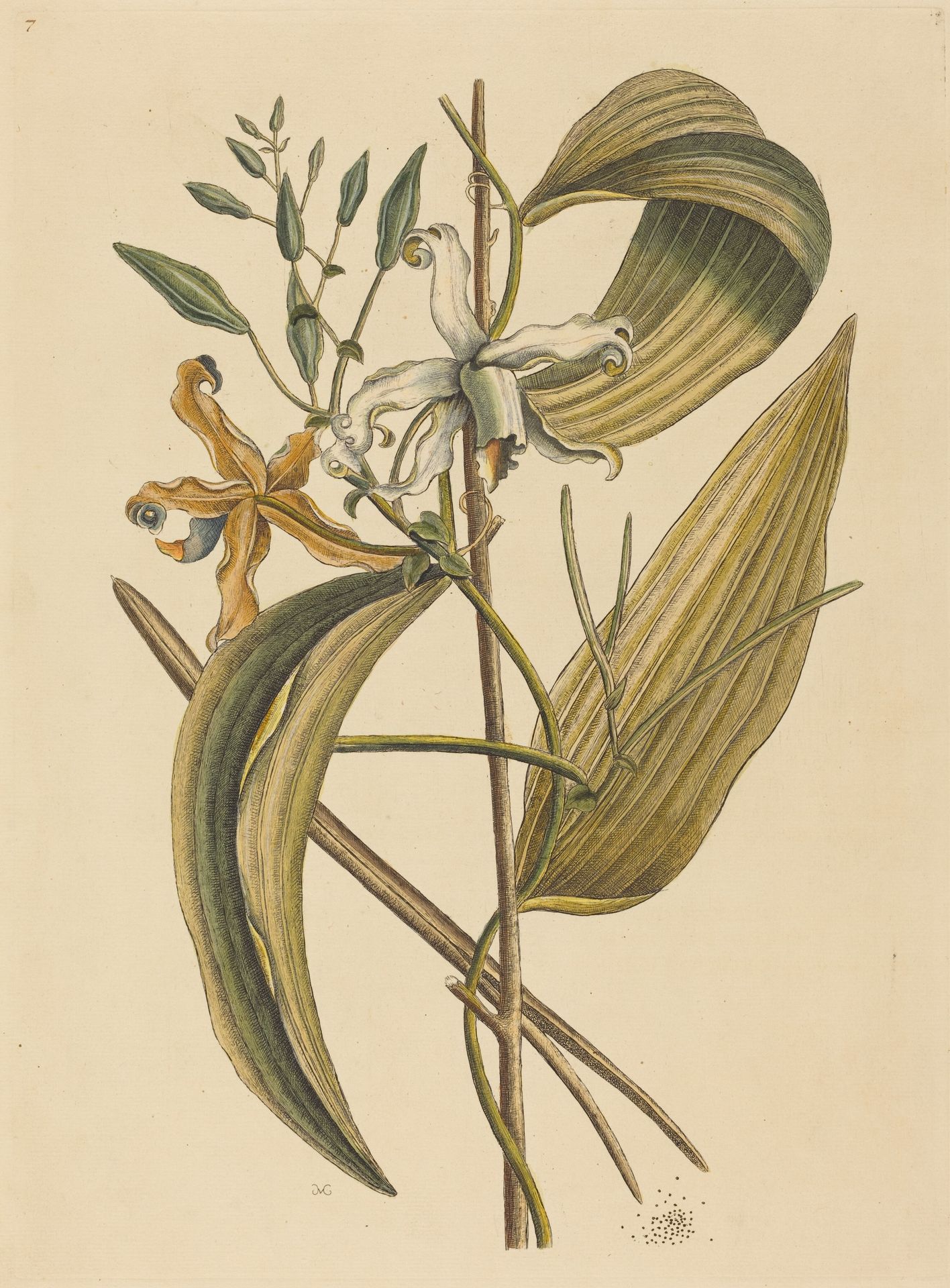 The Vanelloe (Epidendrum Vanilla) by Mark Catesby