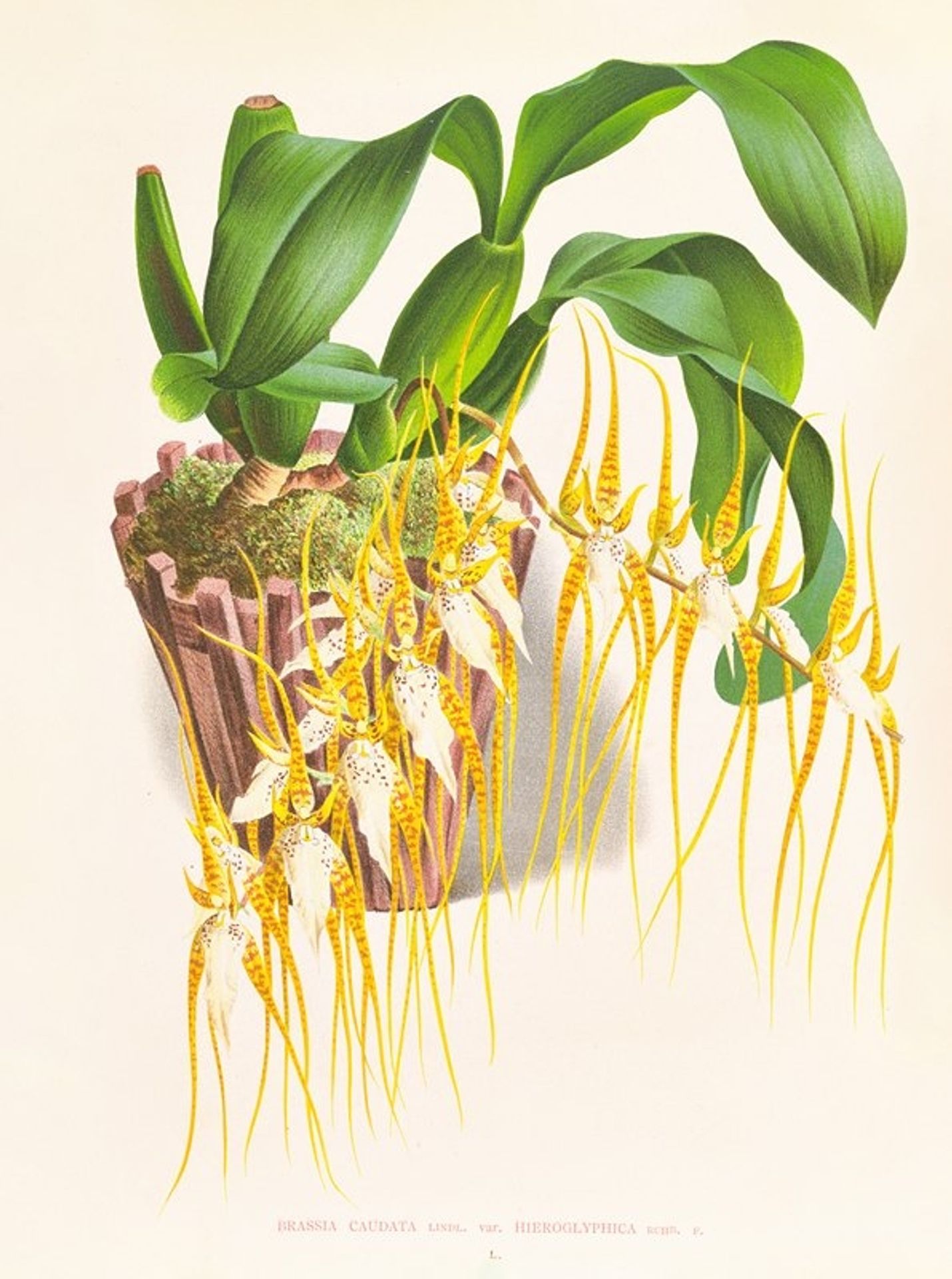 Brassia caudata by Jean Jules Linden