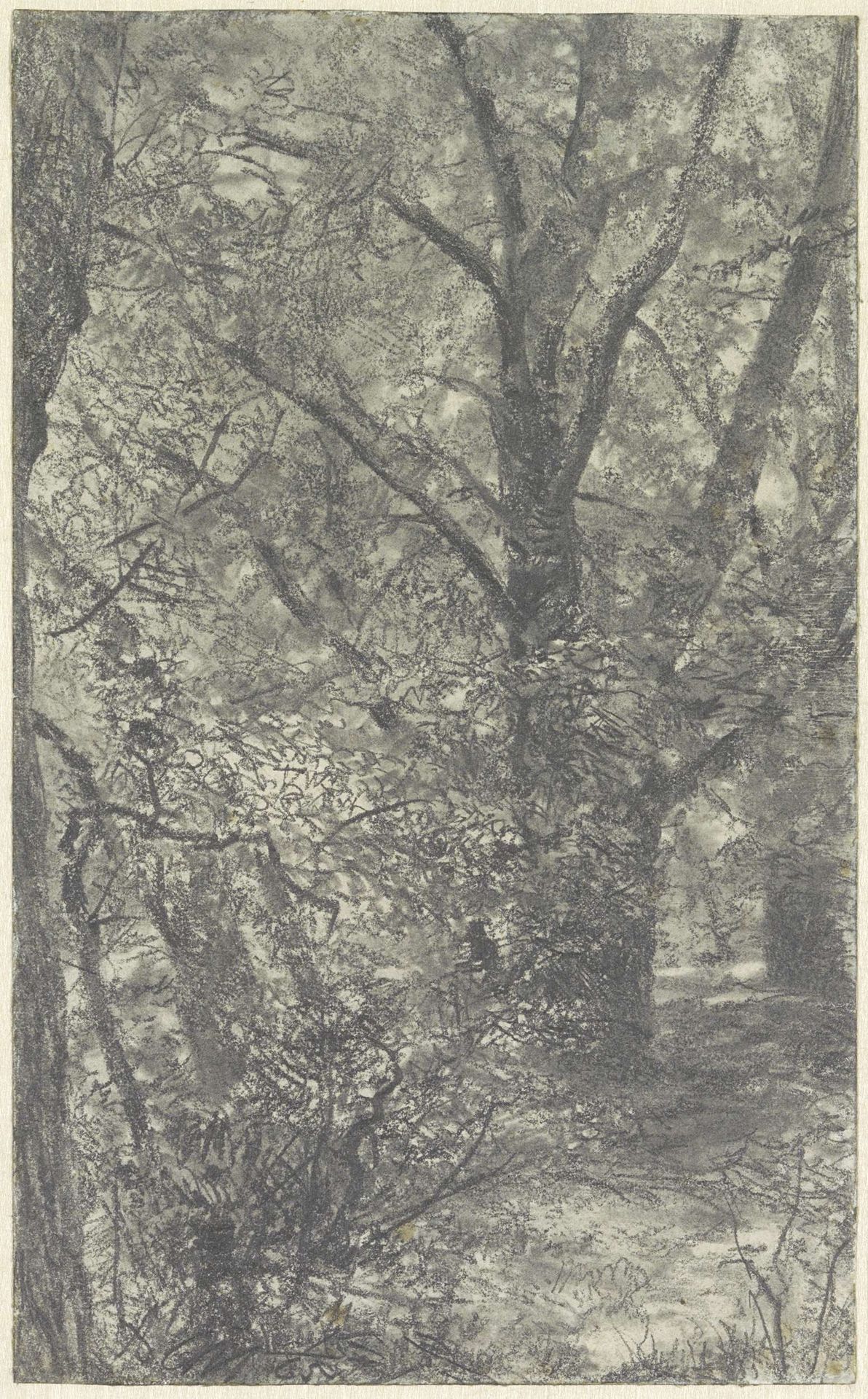 Gezicht in het bos, op een bospad, langs een wijdvertakte oude boom by Adolph Menzel