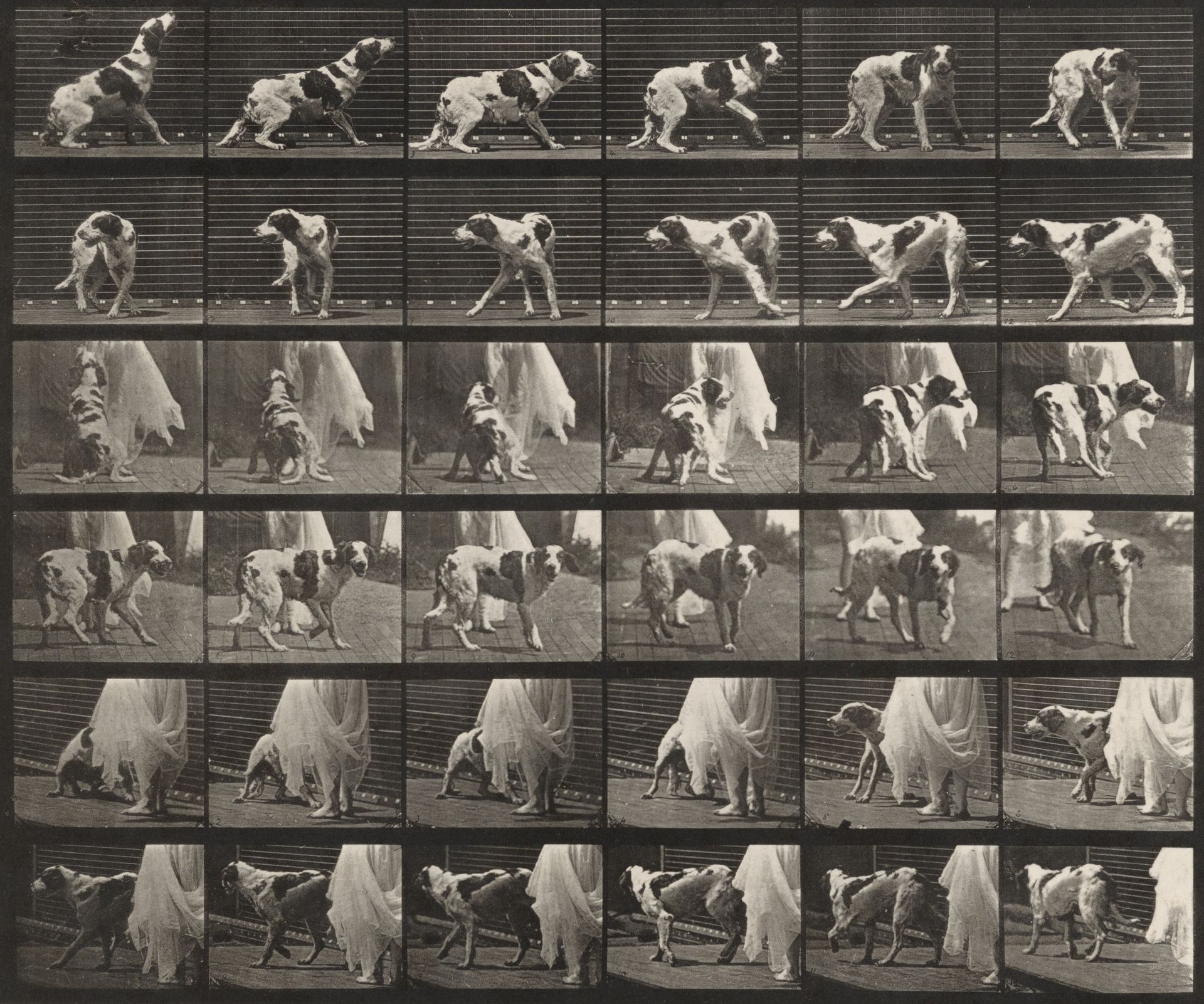Plate Number 713. Dog; turning around, etc.; setter, Kate by Eadweard Muybridge