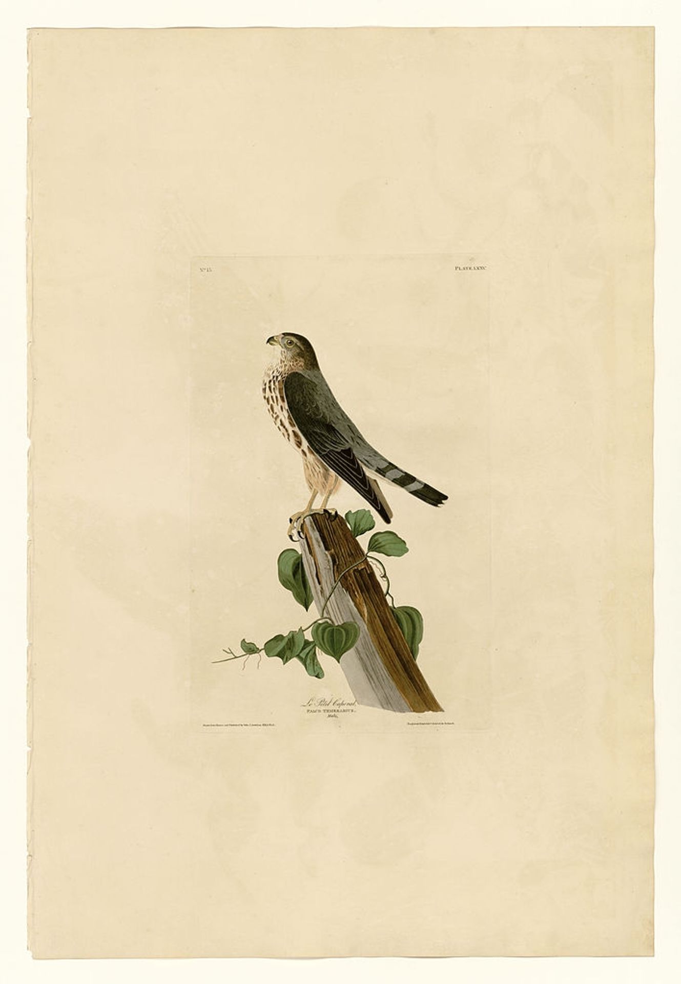 Plate 75 Le Petit Caporal by John James Audubon