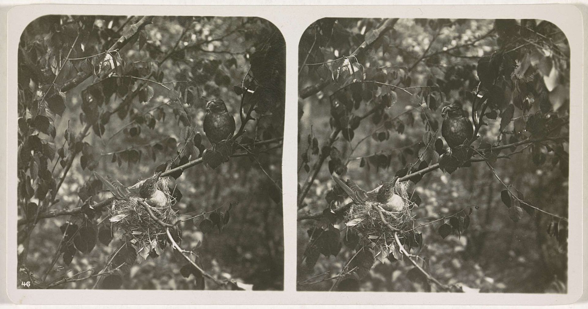 Twee wielewalen waarvan er een op een nest zit en de ander een insect in zijn bek heeft by Adolphe Burdet