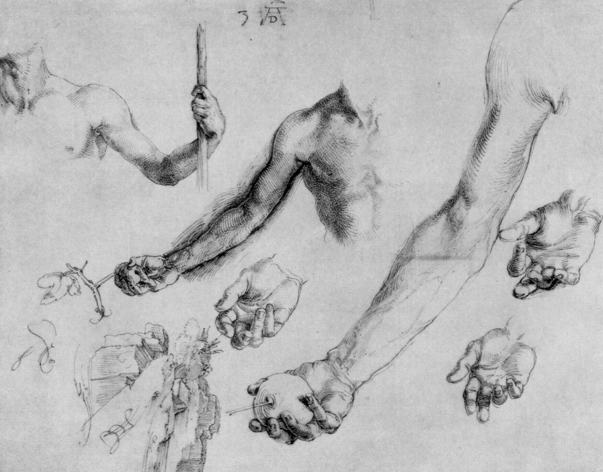 Study of male hands and arms by Albrecht Durer