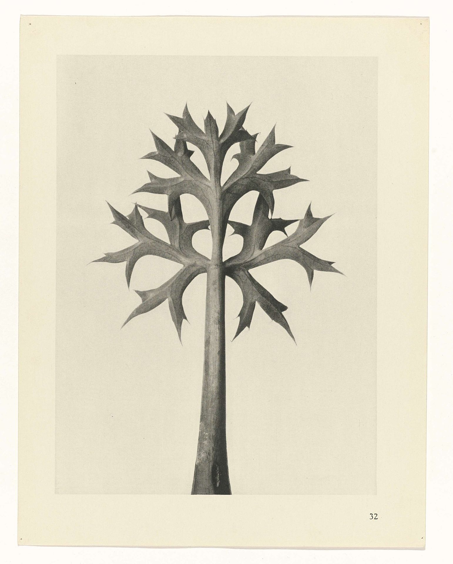 Plantstudie by Karl Blossfeldt