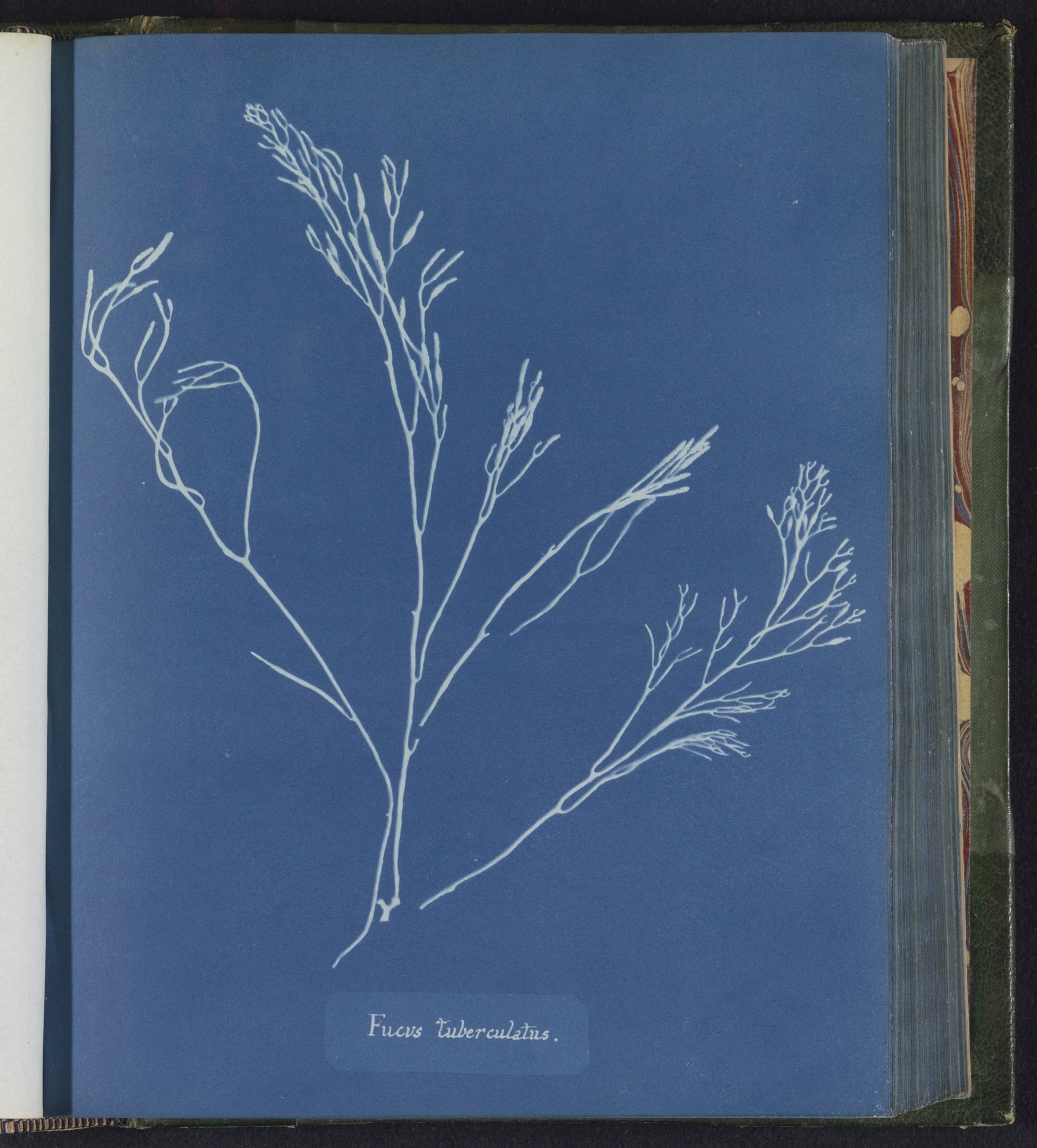 Fucus tuberculatus by Anna Atkins