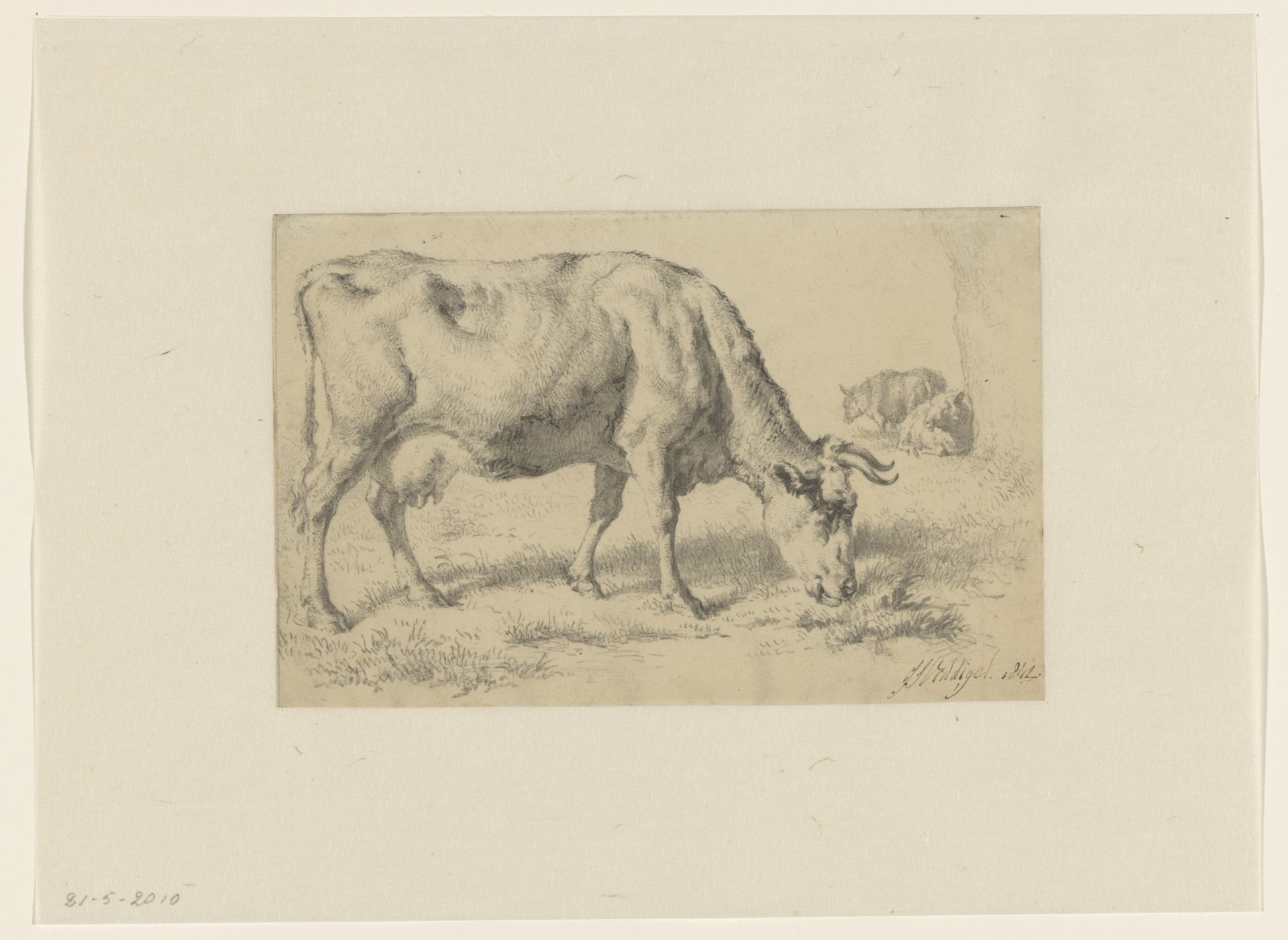 Grazende koe in een weiland by Jan Simon Voddigel