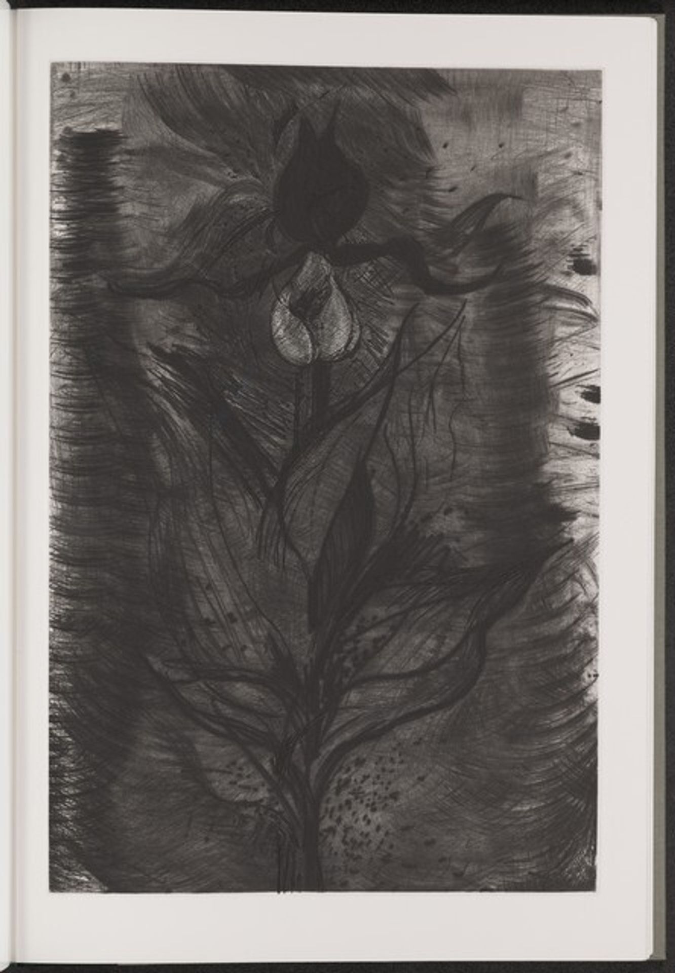 Lady's Slipper by Jim Dine