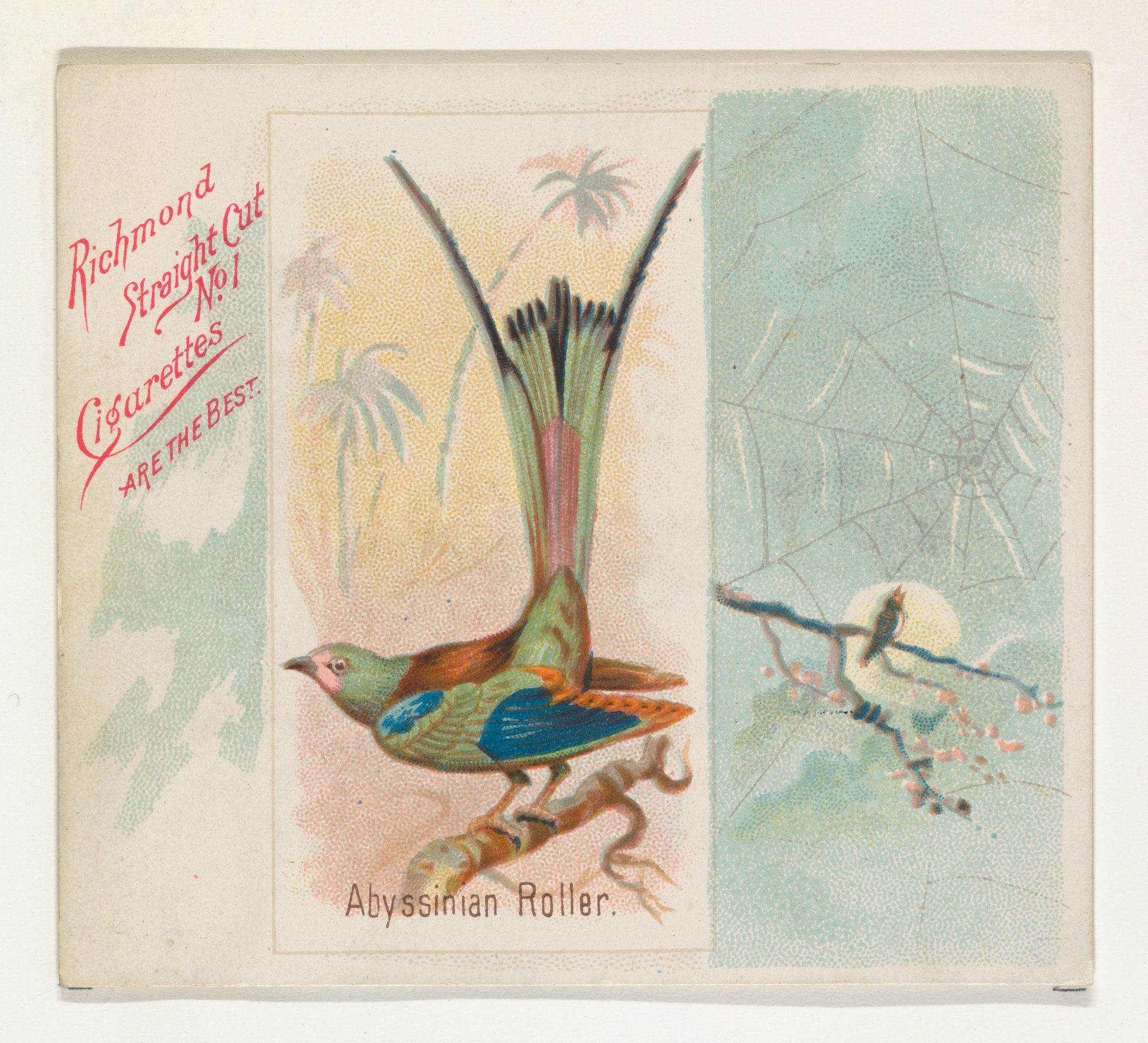 Abyssinian Roller, from the Song Birds of the World series (N42) for Allen & Ginter Cigarettes by Allen & Ginter