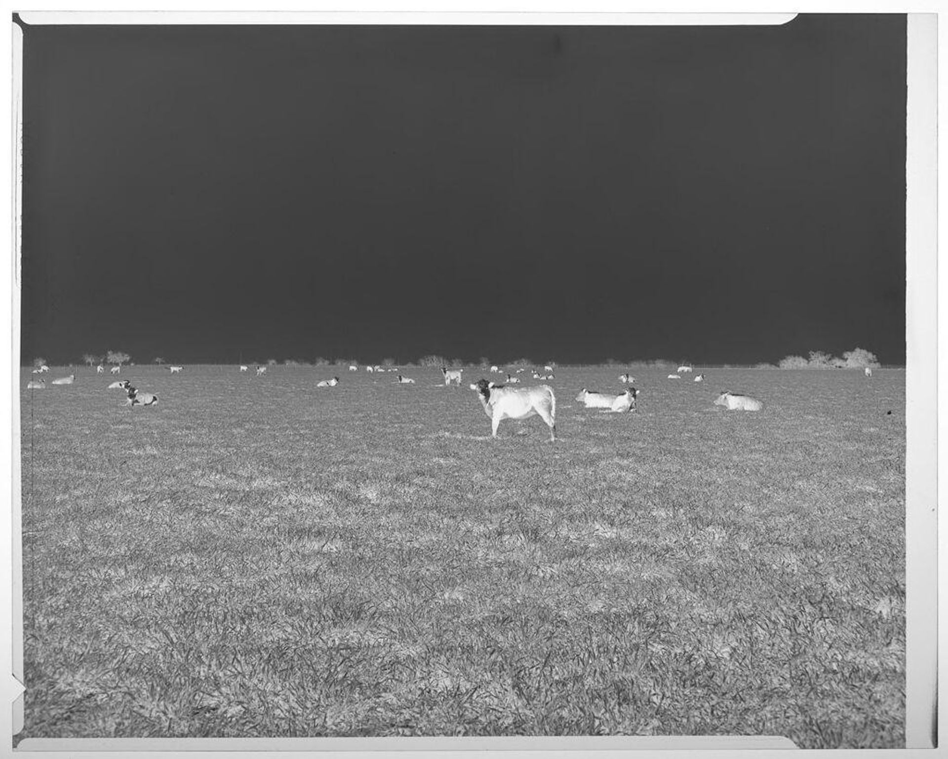 Untitled (cows in field) by Harry Annas
