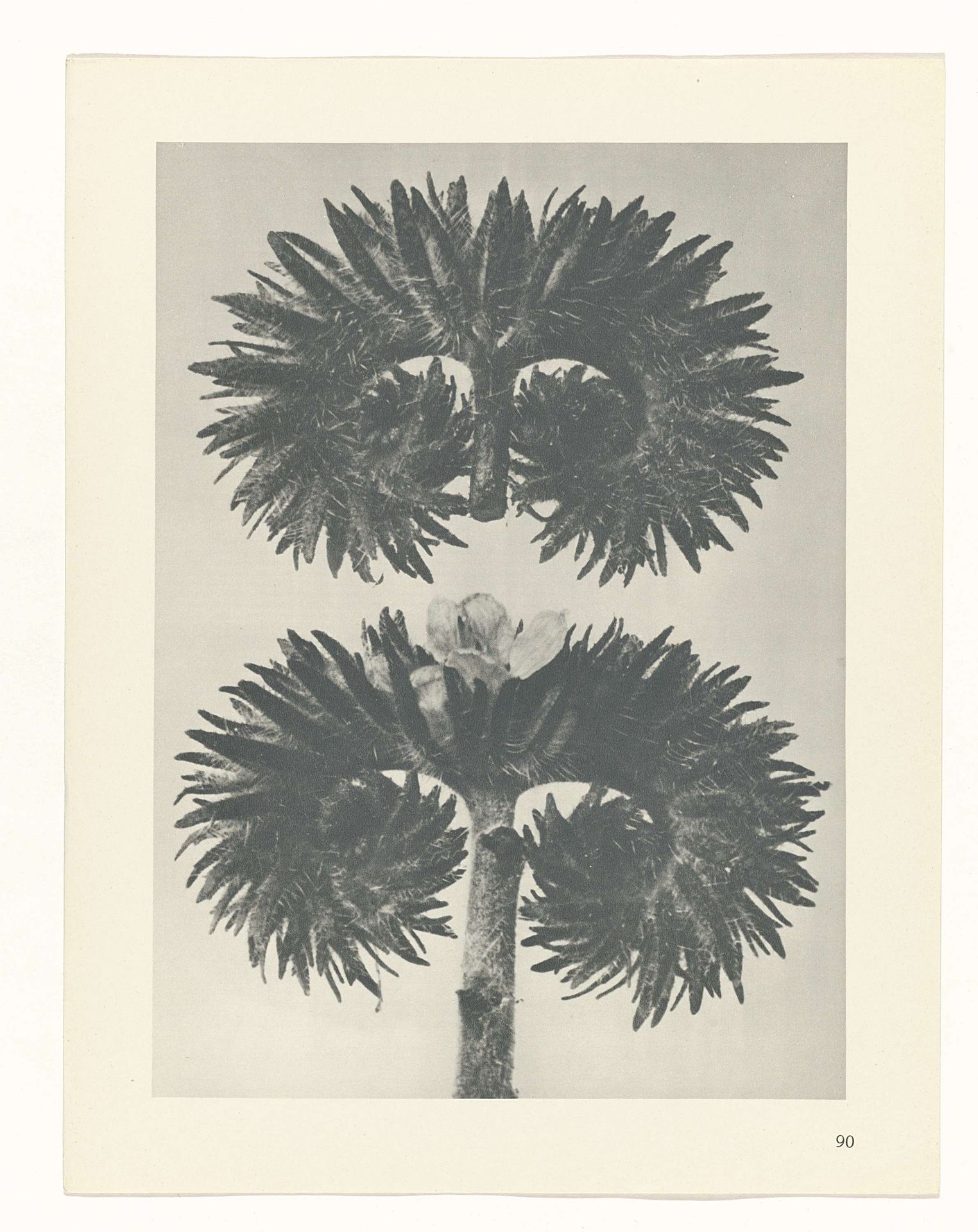 Plantstudie by Karl Blossfeldt