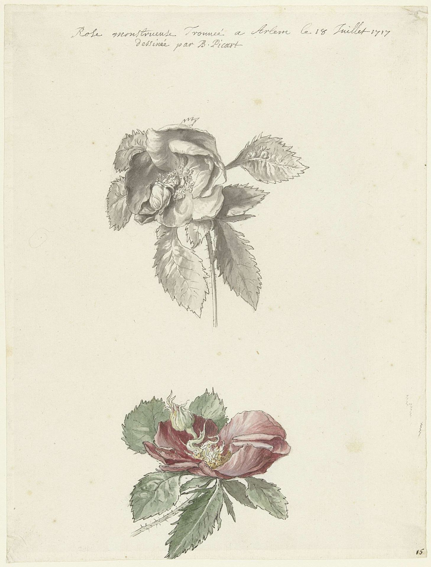 Studieblad met een roos by Bernard Picart