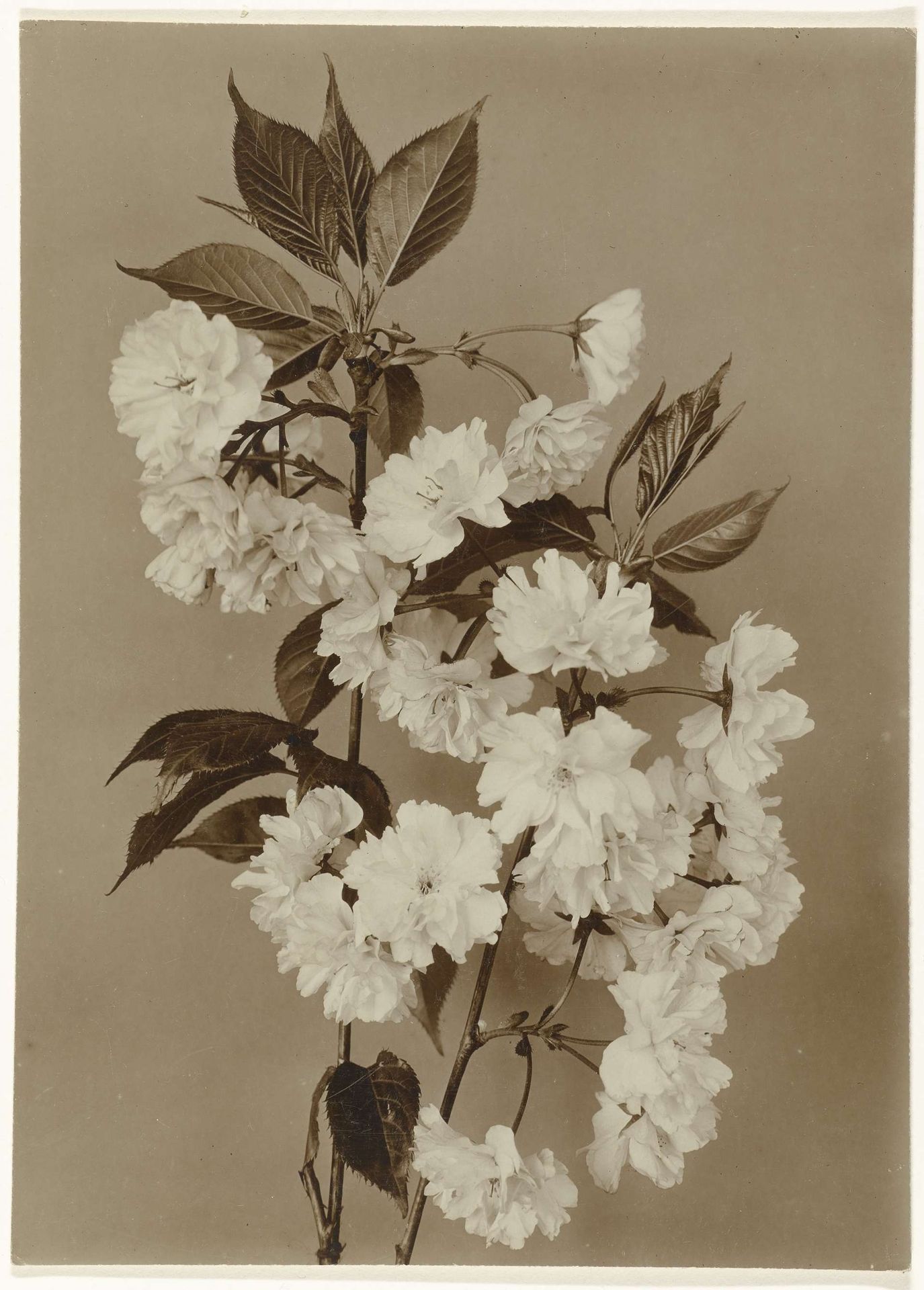 Takken met bloesem van een Japanse sierkers by Richard Tepe