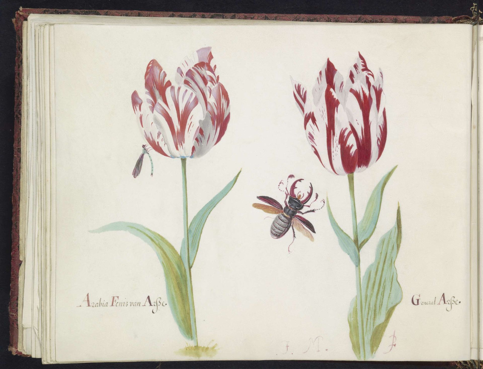 Twee tulpen met vliegend hert by Jacob Marrel
