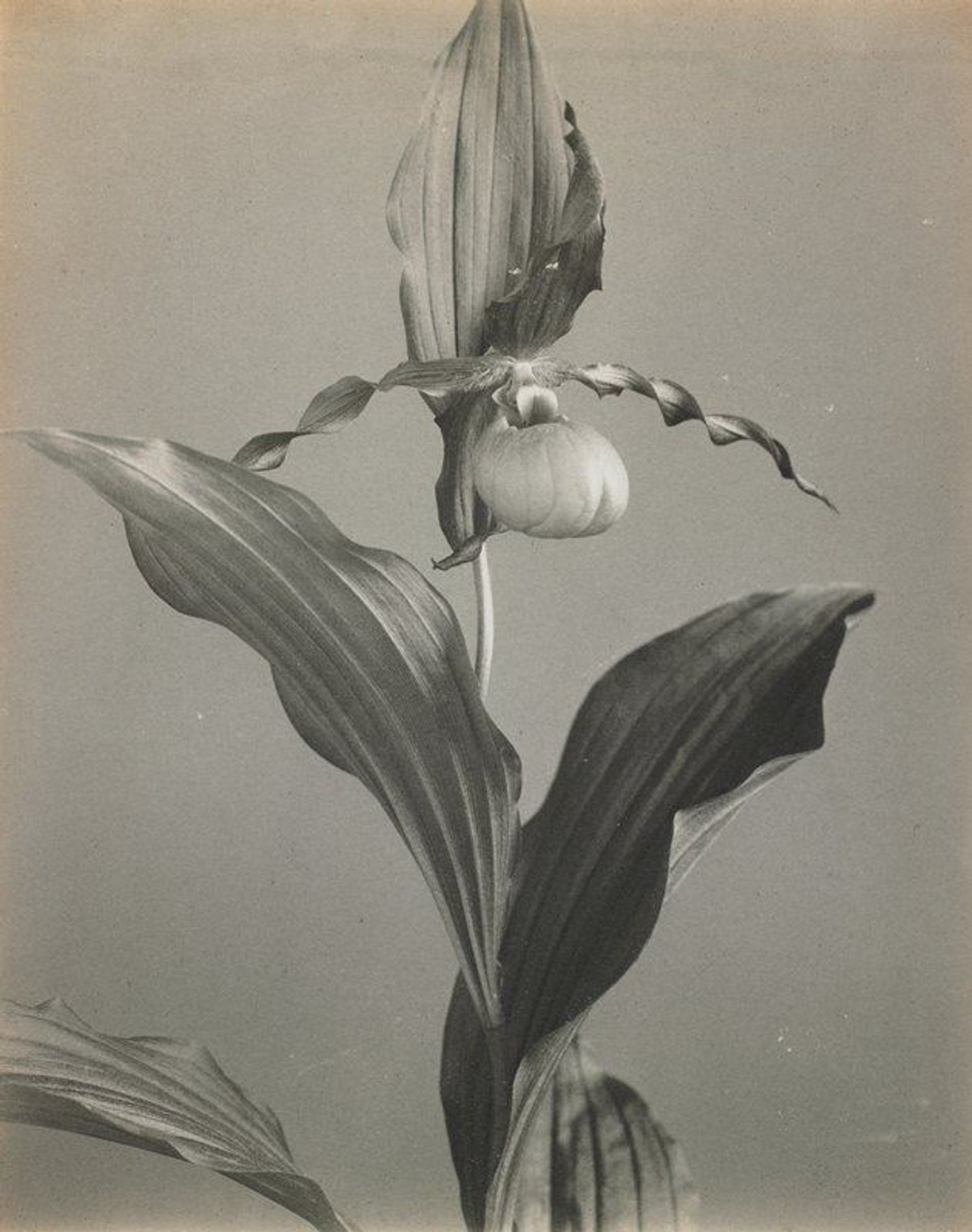 Cypripedium parviflorum var. pubescens- Larger Yellow Lady's Slipper by Edwin Hale Lincoln