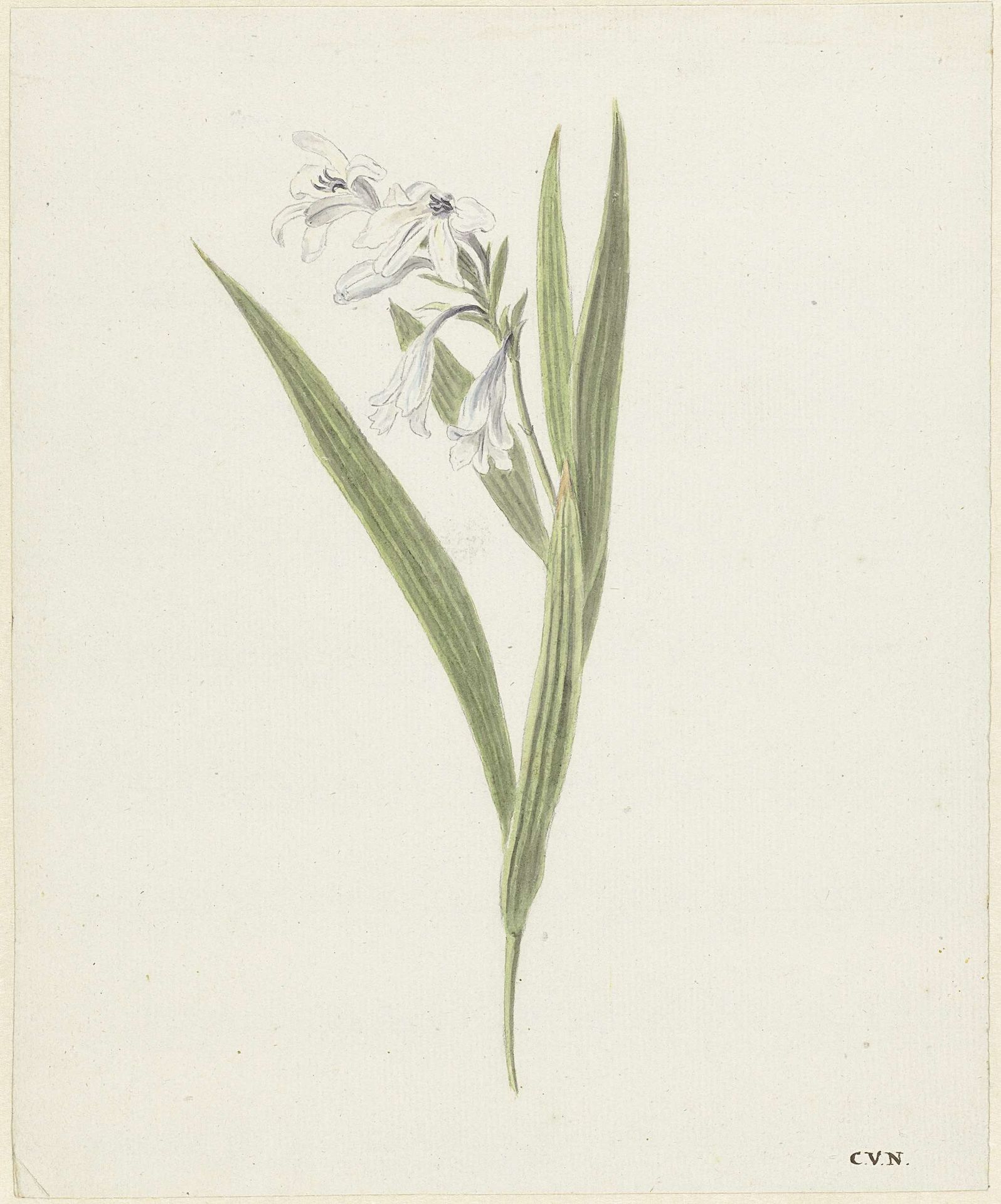 Fresia by Cornelis van Noorde