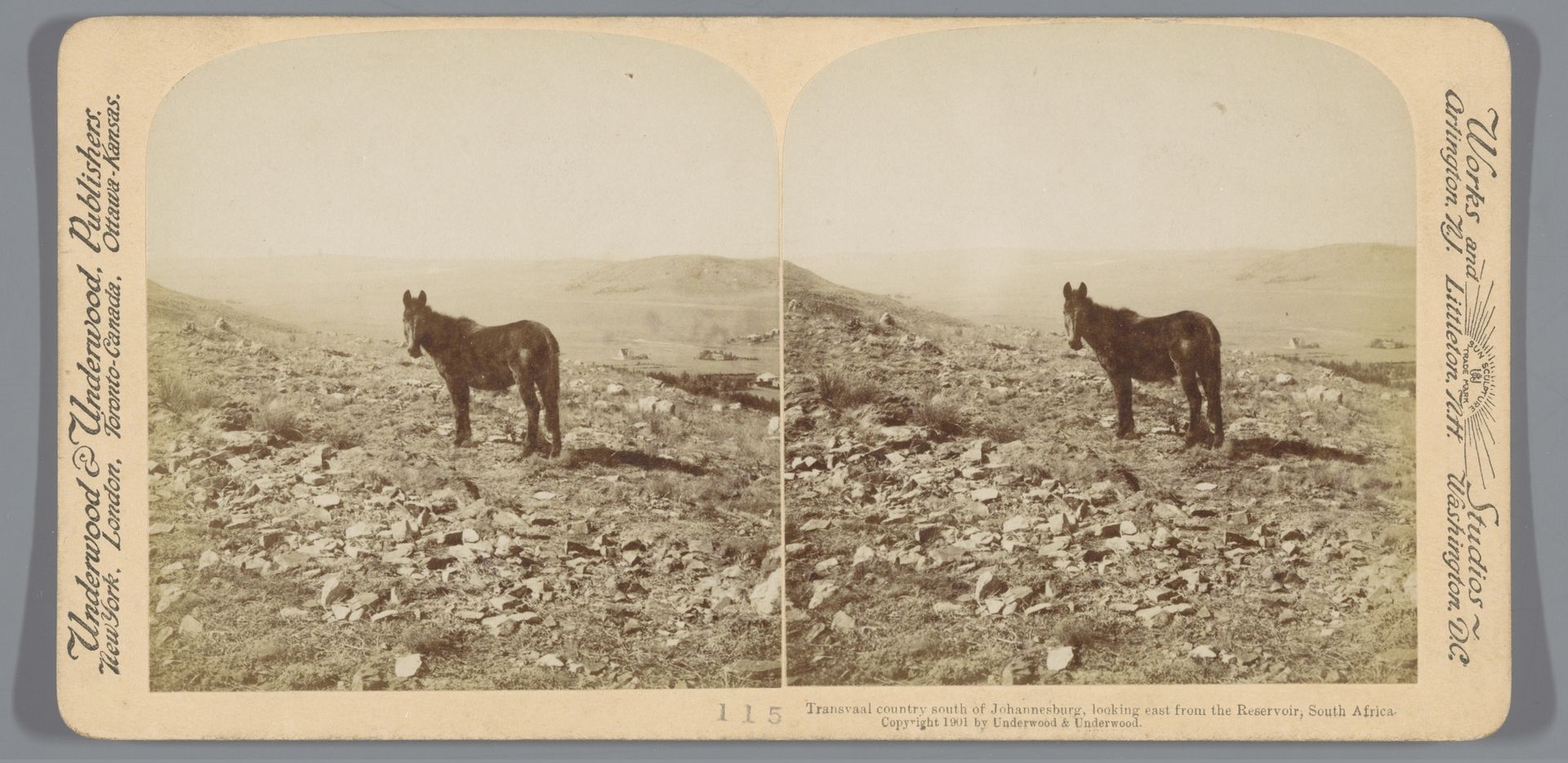 Gezicht op Transvaal ten zuiden van Johannesburg met een paard op de voorgrond by Anonymous