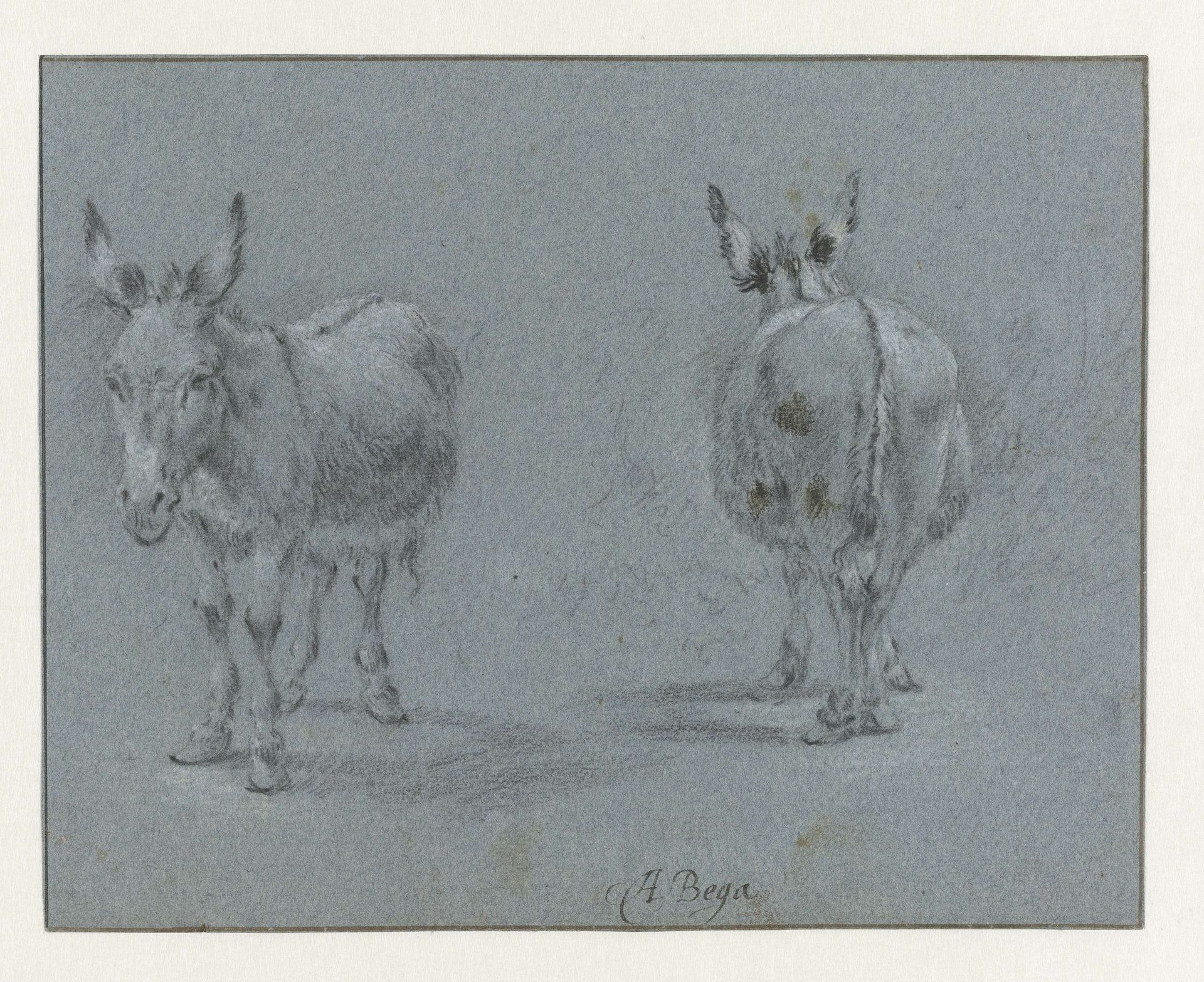 Two Studies of a Donkey, Seen from the Front and Behind by Abraham Jansz. Begeyn
