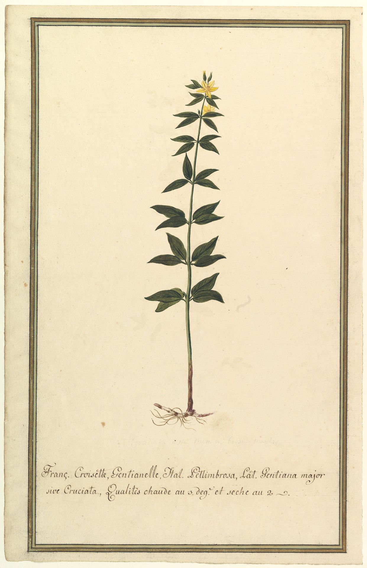 Botanical Study of a type of Yellow Gentian (genus Gentiana Major) (recto); Botanical Study of the Ascyrum Hypericoides (verso) by Anonymous