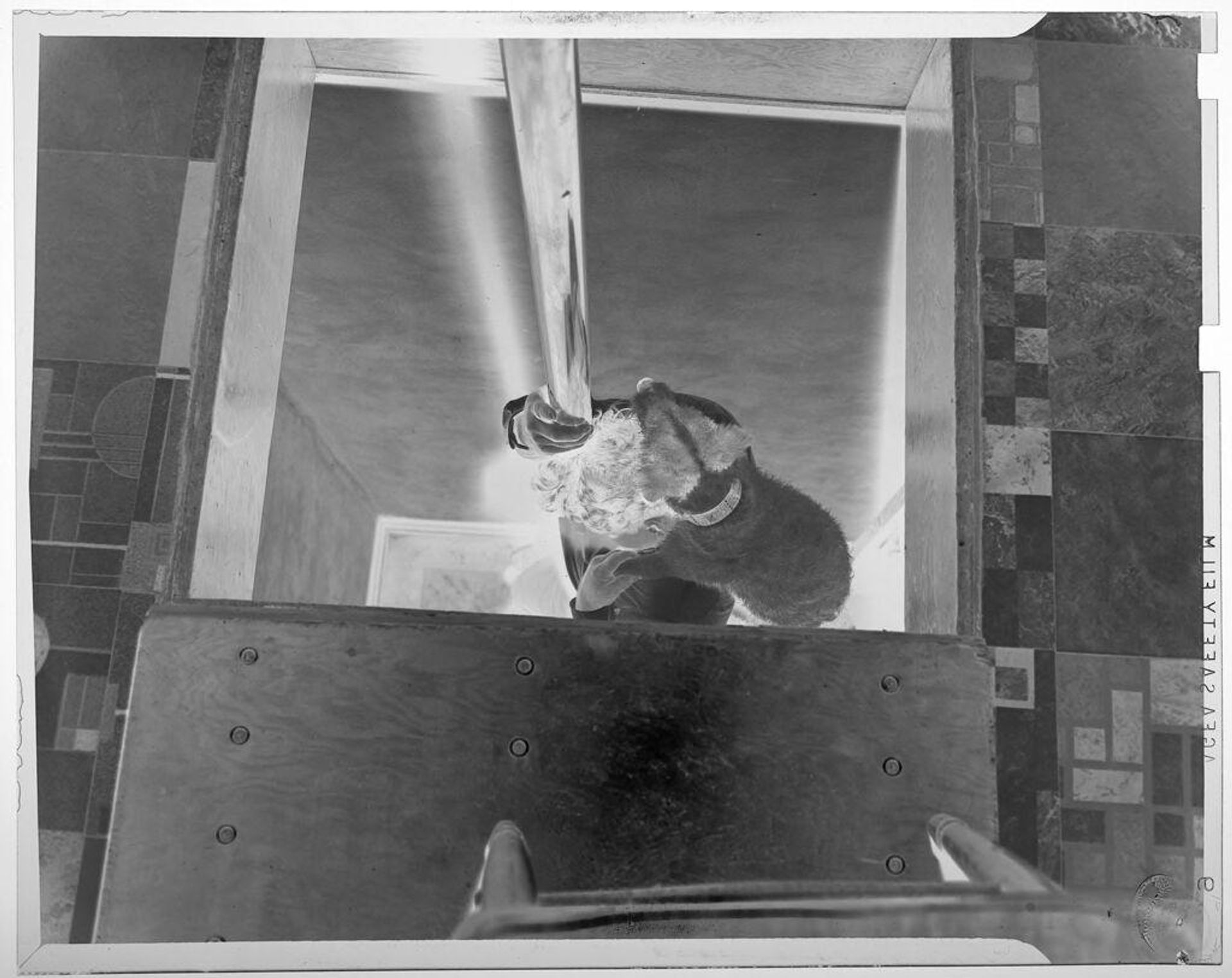 Untitled (man with dog on shoulders sliding down  fireman's pole, seen from above) by Jack Gould