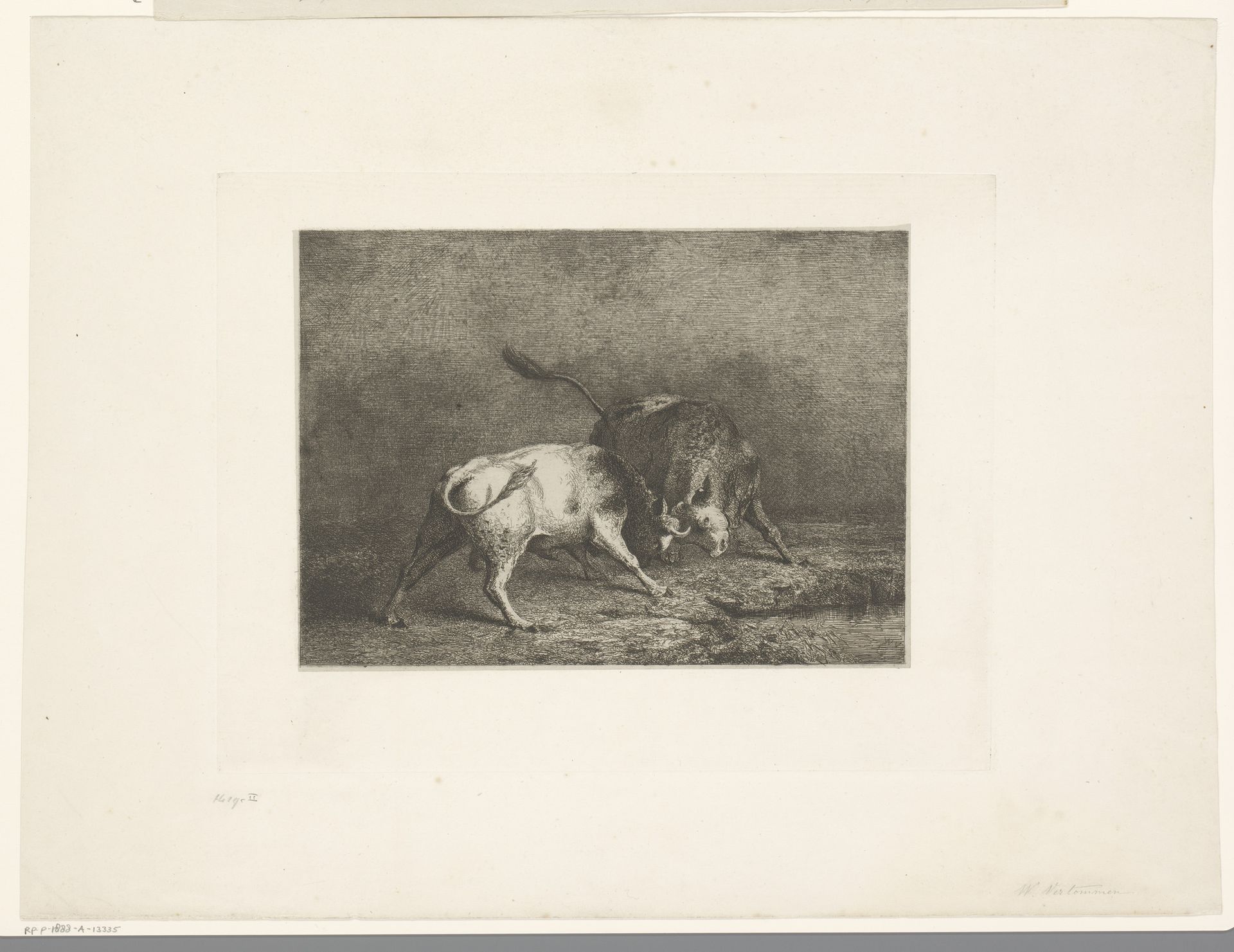 Twee vechtende stieren by Guillaume Joseph Vertommen