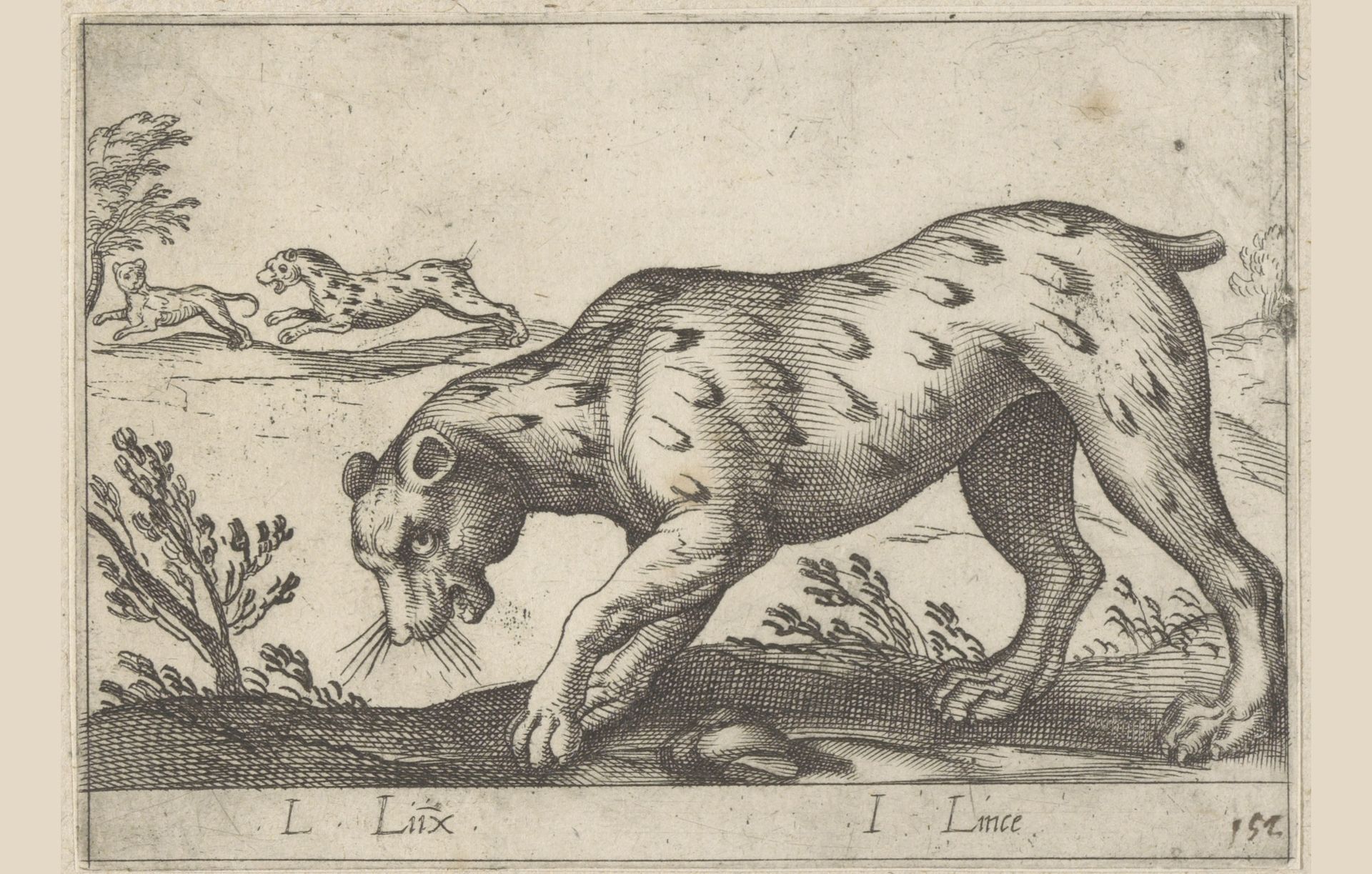 Lynx by Antonio Tempesta