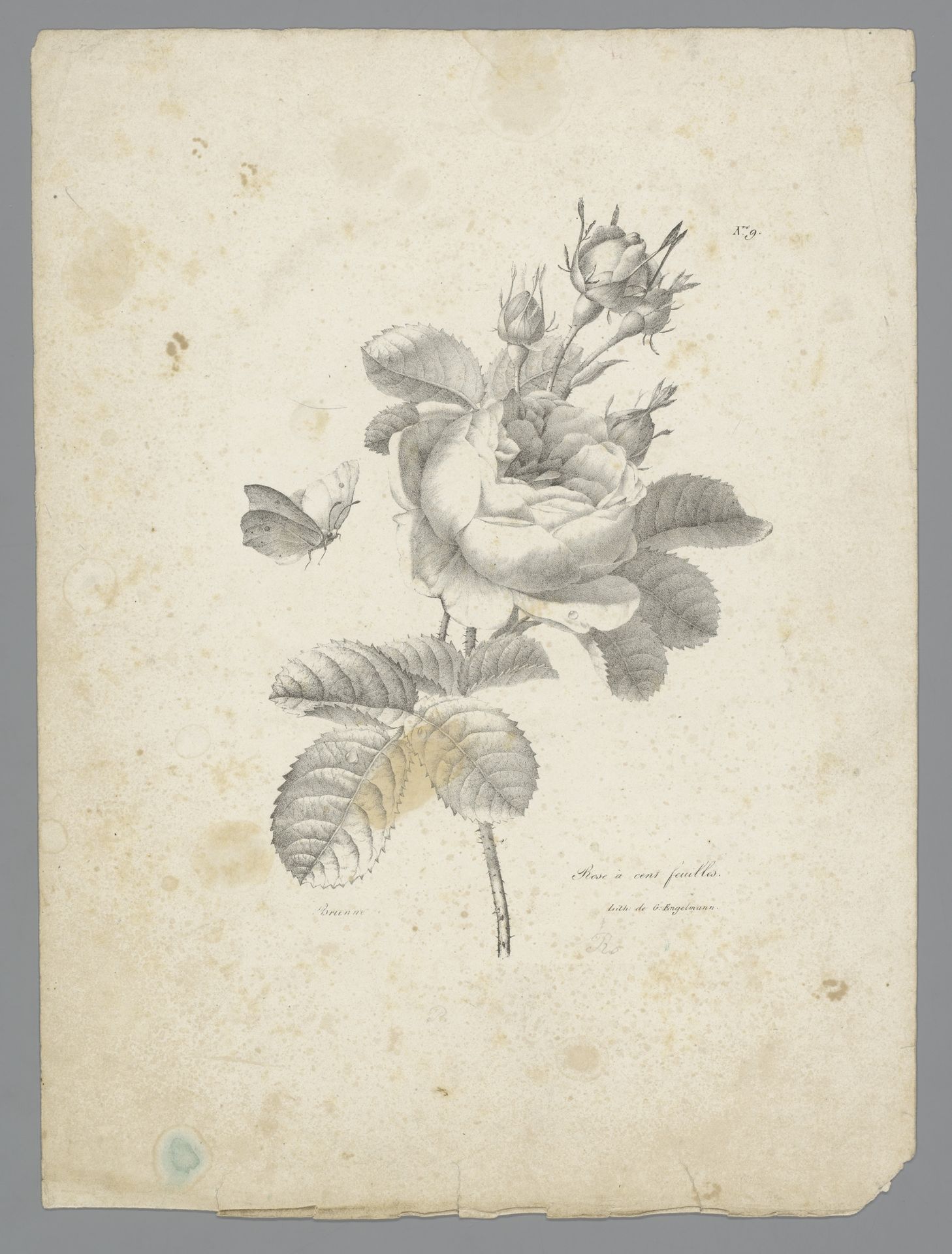 Koolroos by Auguste Piquet de Brienne
