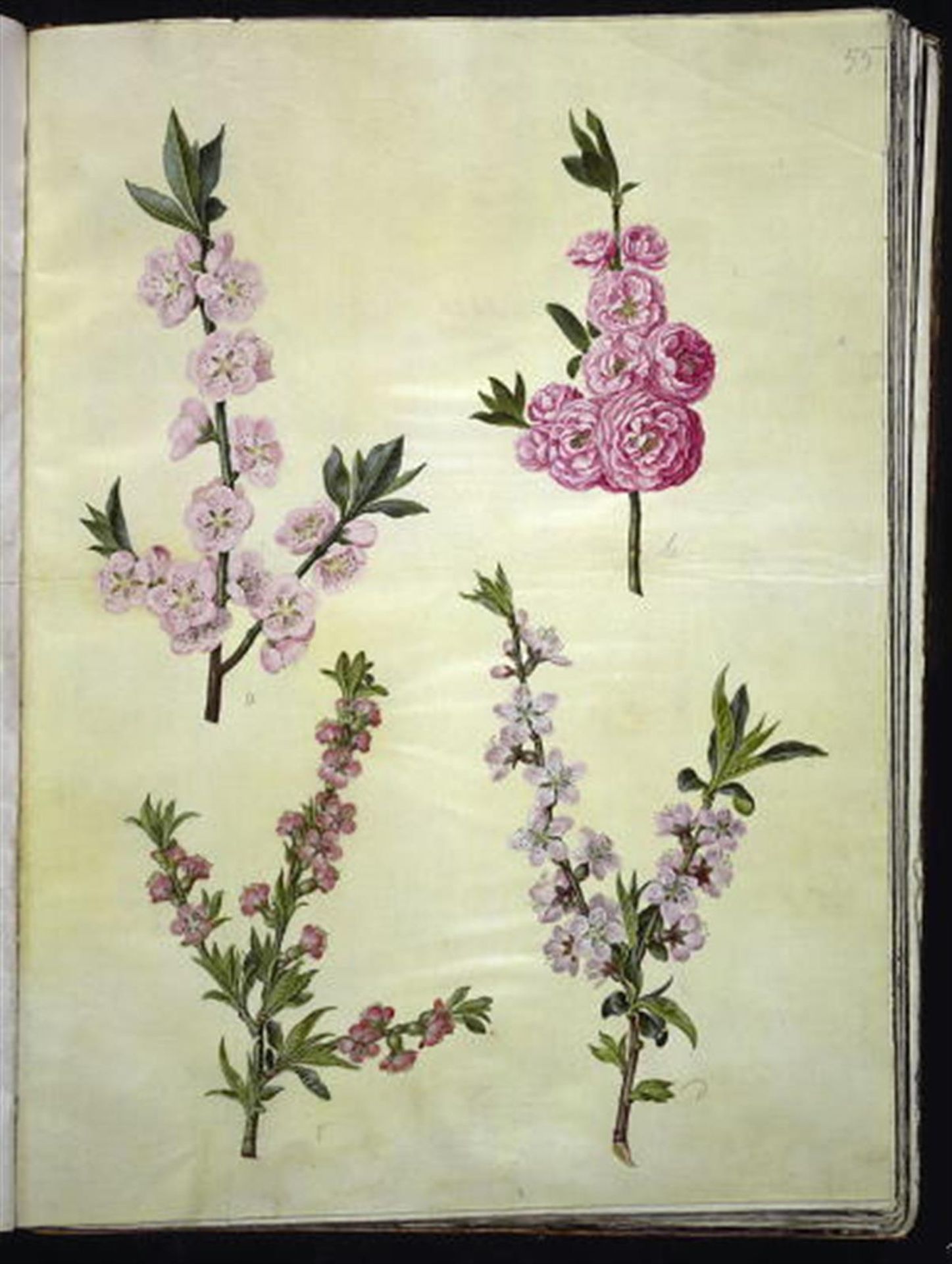 Prunus dulcis (mandel); Prunus persica (fersken) by Hans Simon Holtzbecker
