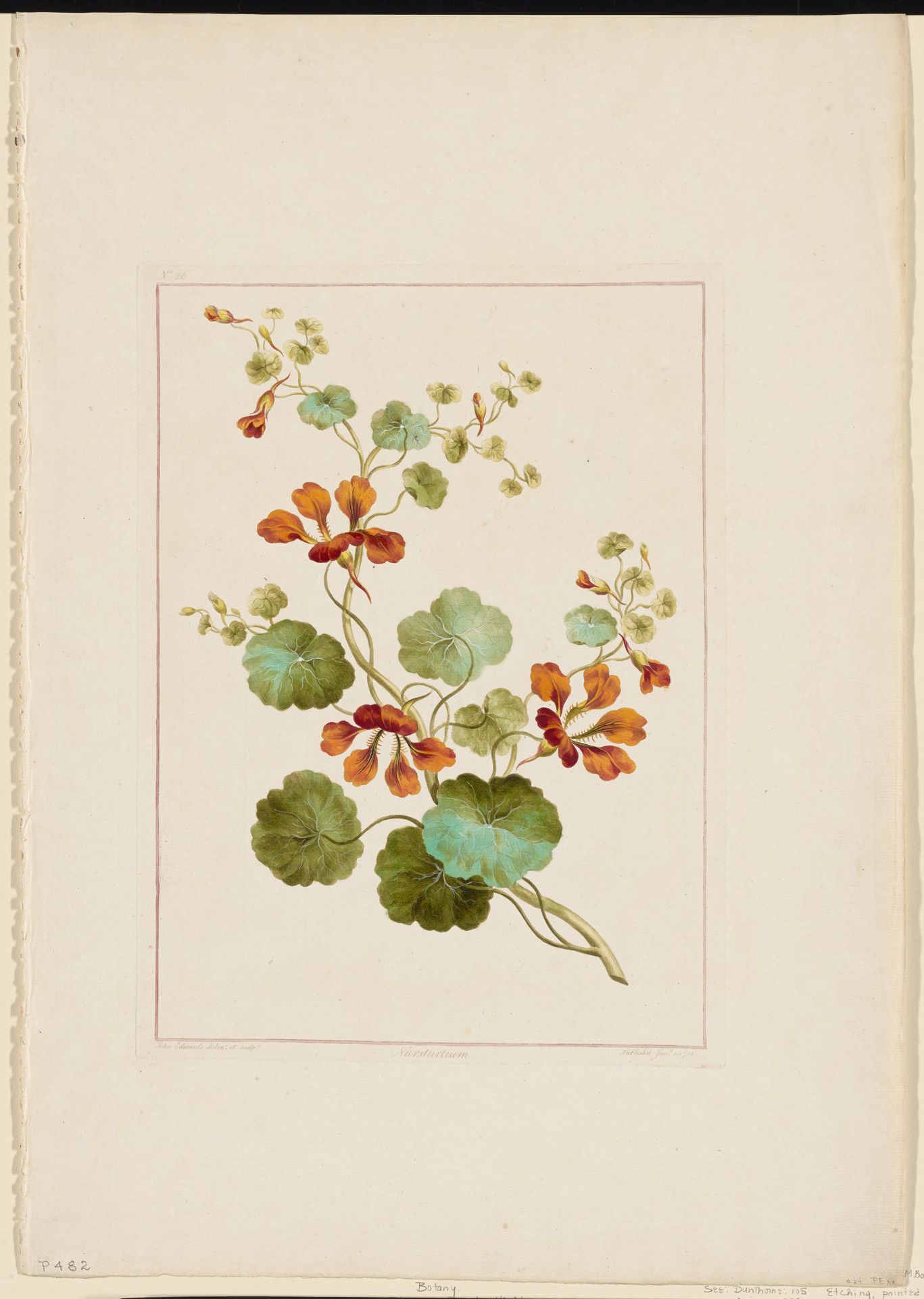 Flower Print No. 26 by John Edwards