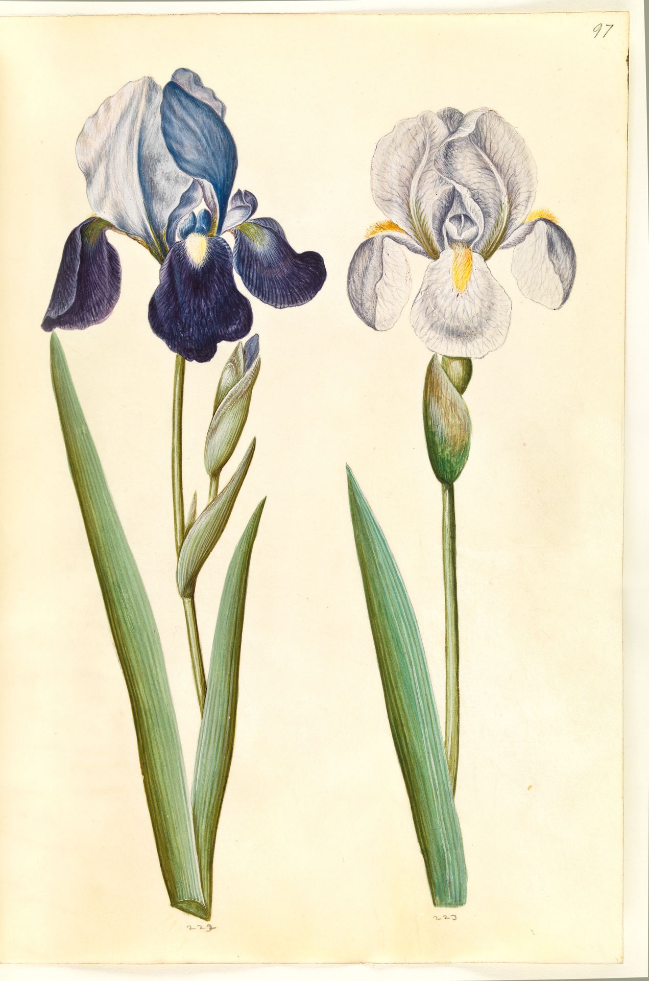 Iris ×germanica eller Iris ×sambucina (?) (have-iris eller hylde-iris); Iris ×germanica (have-iris) by Hans Simon Holtzbecker