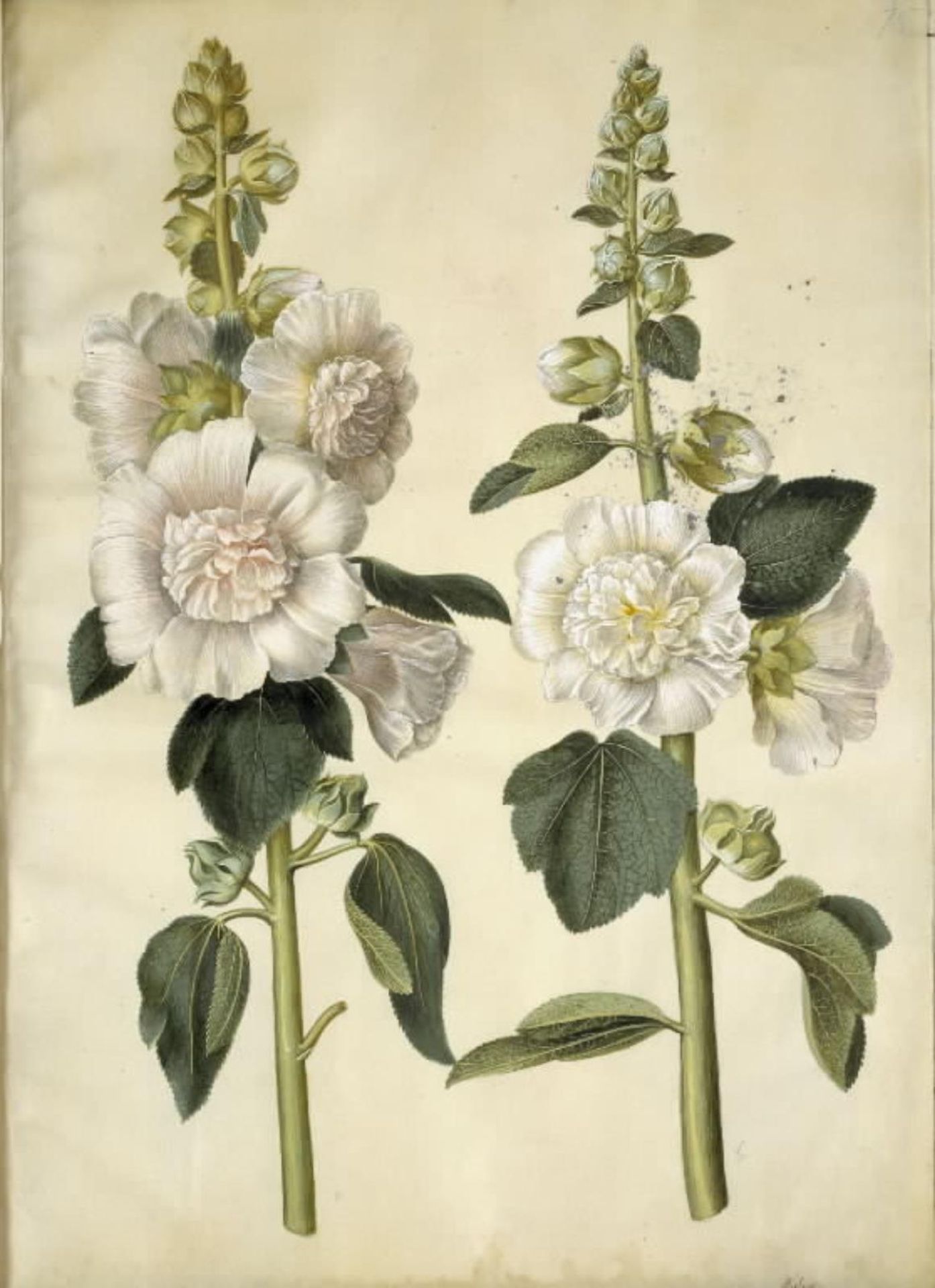 Alcea rosea (have-stokrose) by Hans Simon Holtzbecker
