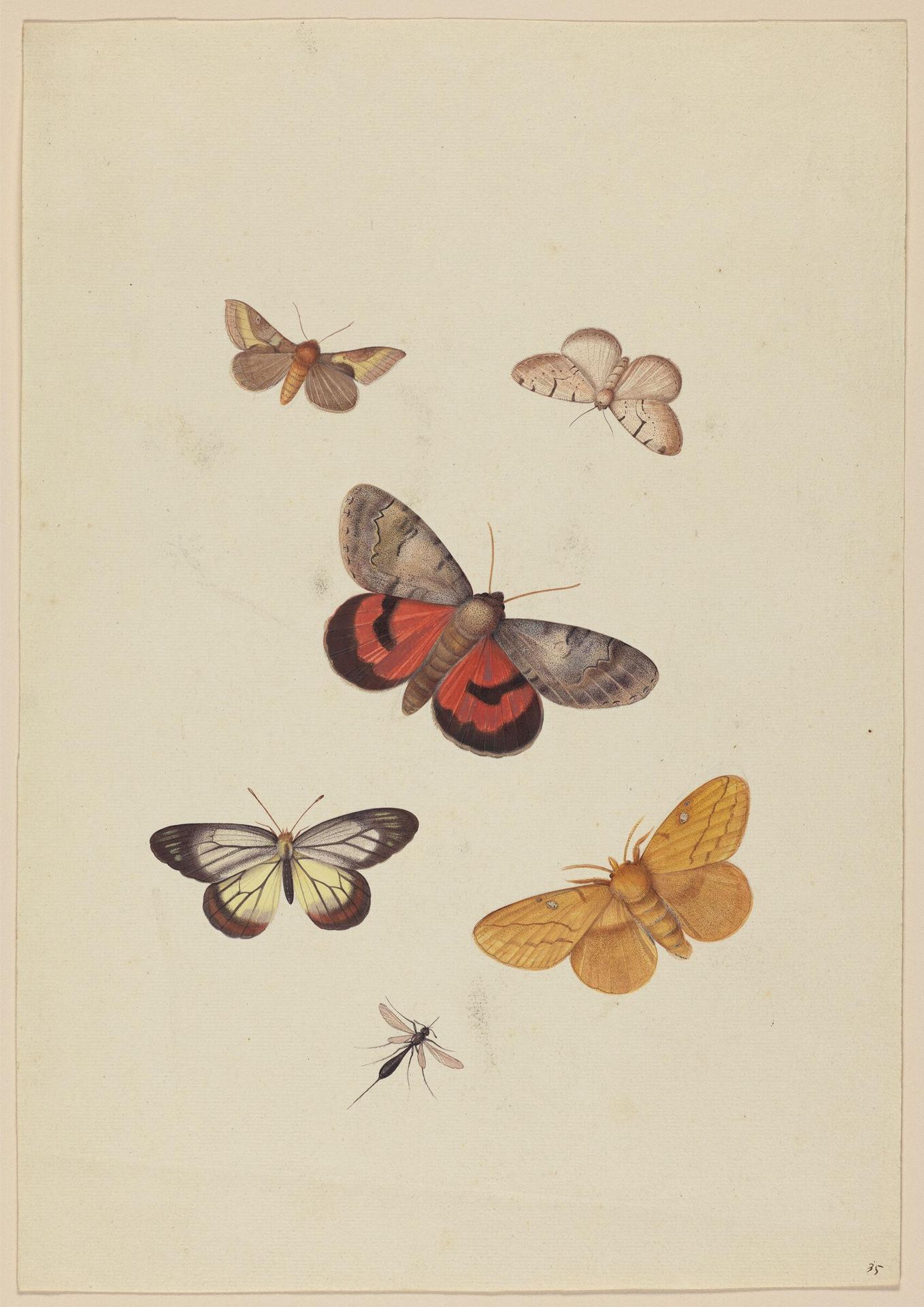Six Winged Insects by Pieter Withoos