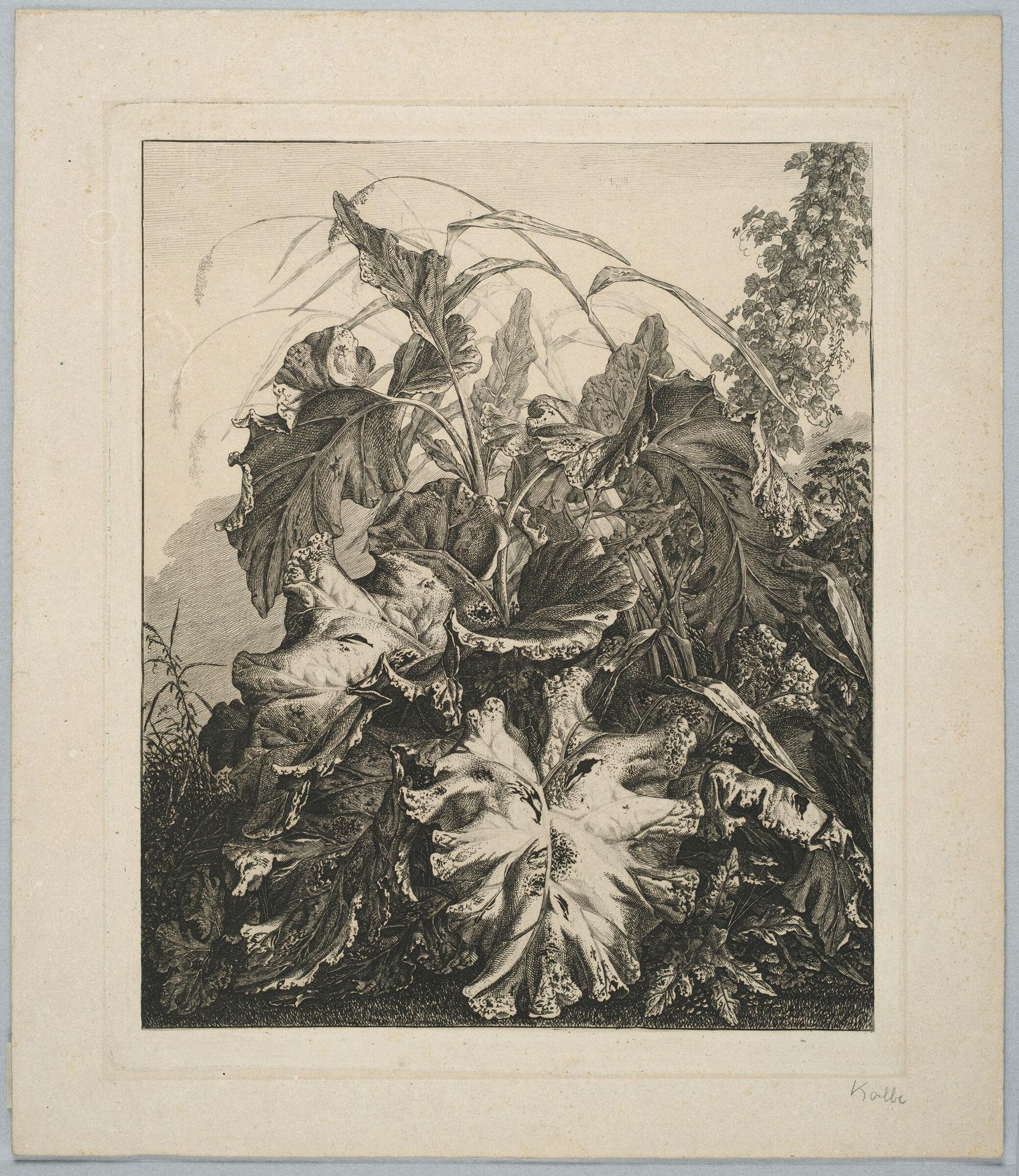 Plant Study with Hops Branch by Carl Wilhelm Kolbe